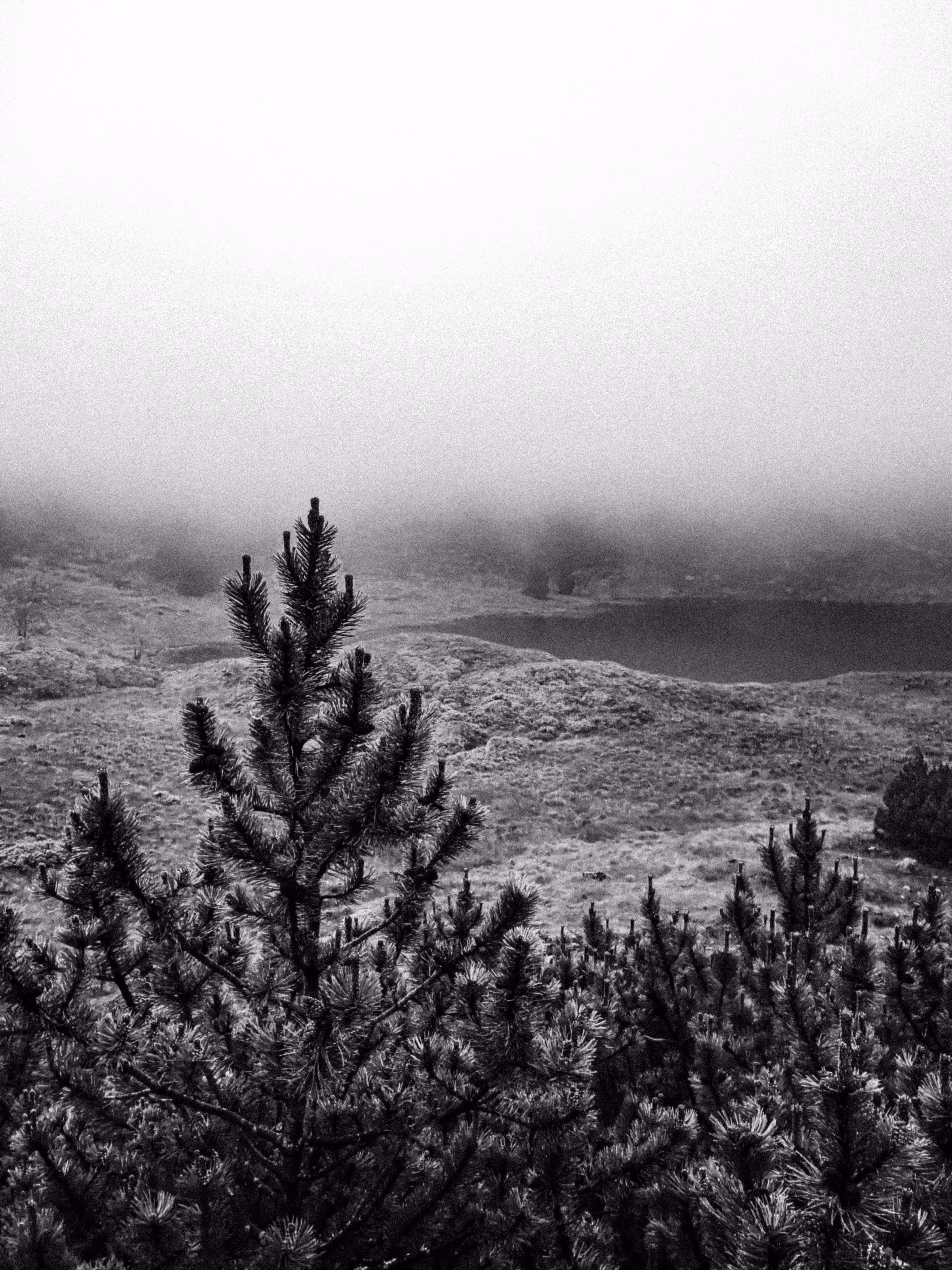 Monochrome Nature #005