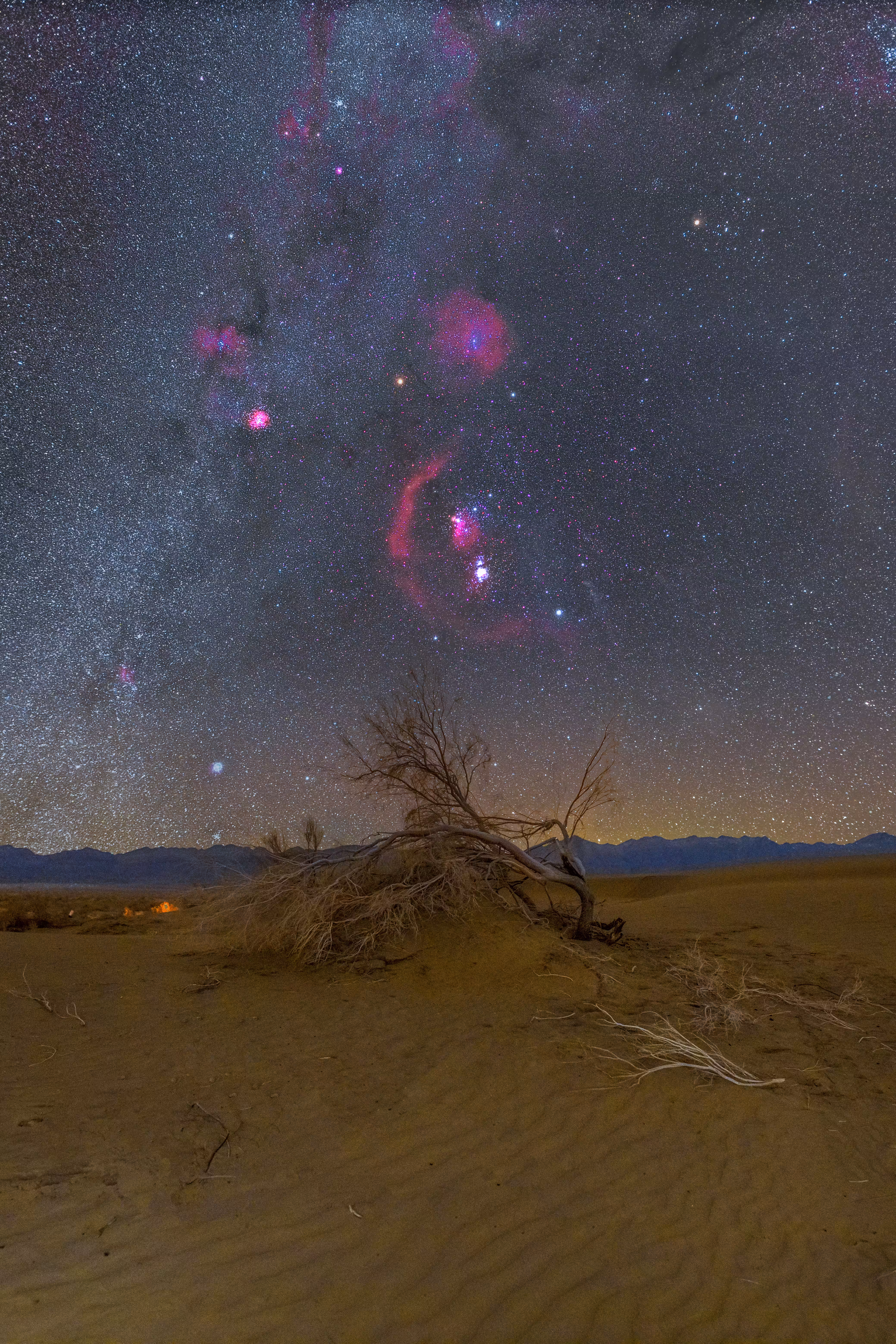 Lonely Tree and Orion 
