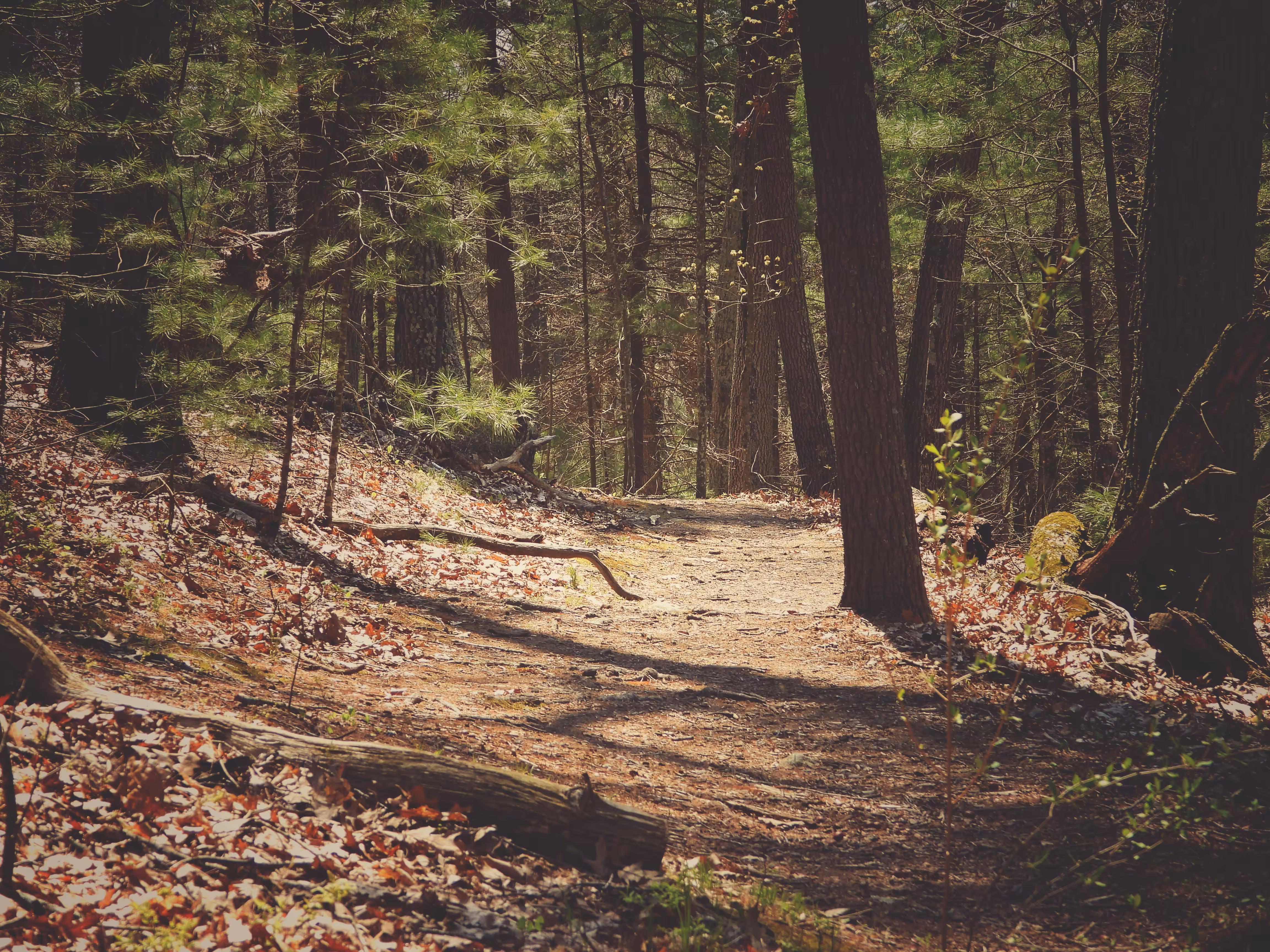 Forest Path