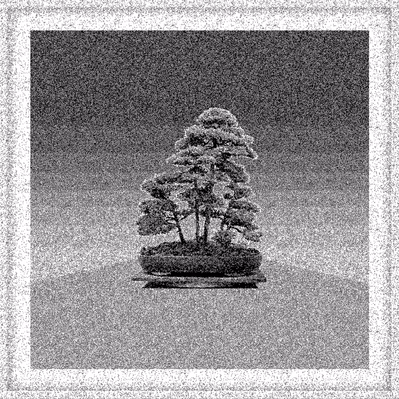Bonsai Bonanza #475