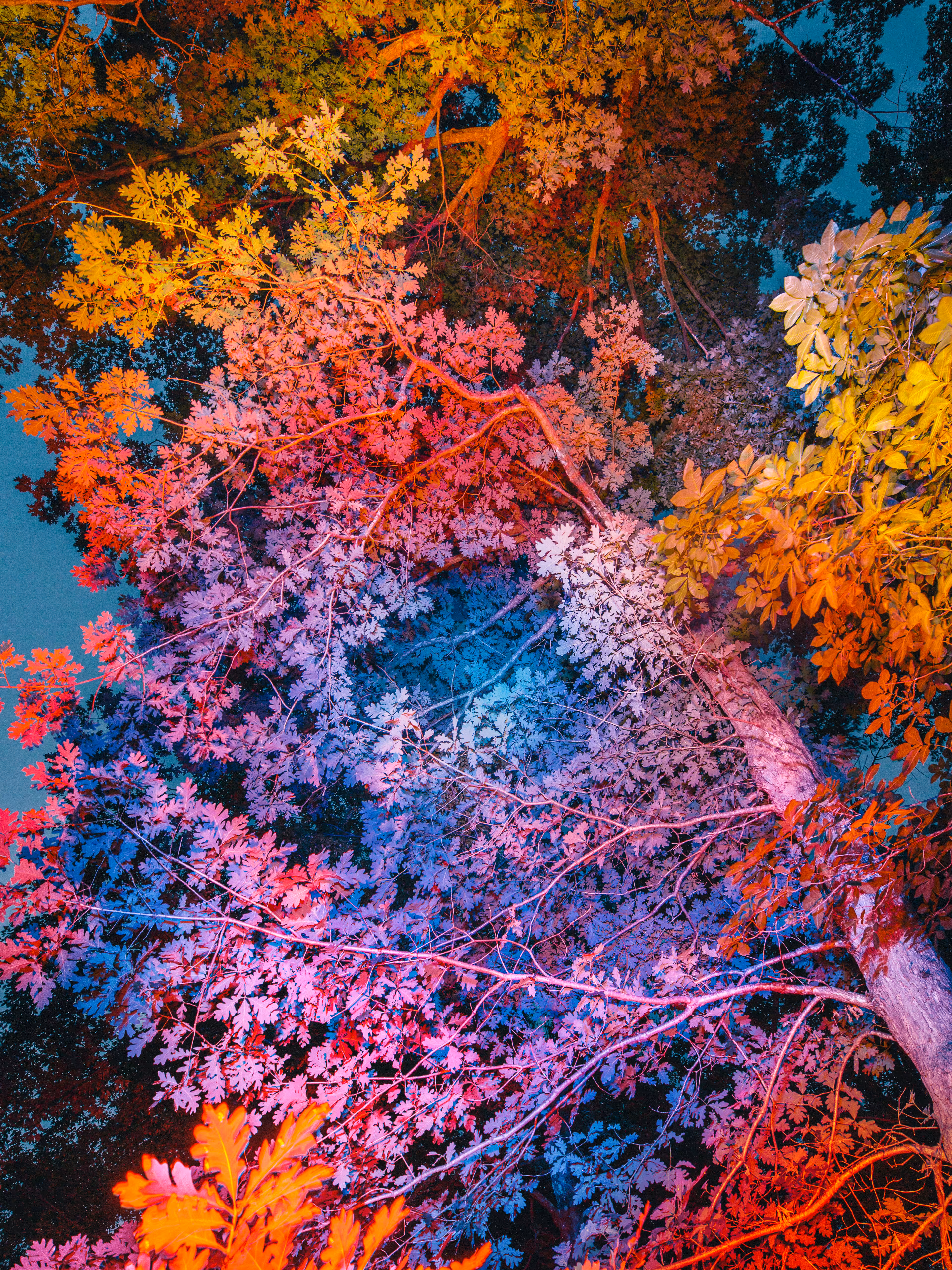 Canopy #4