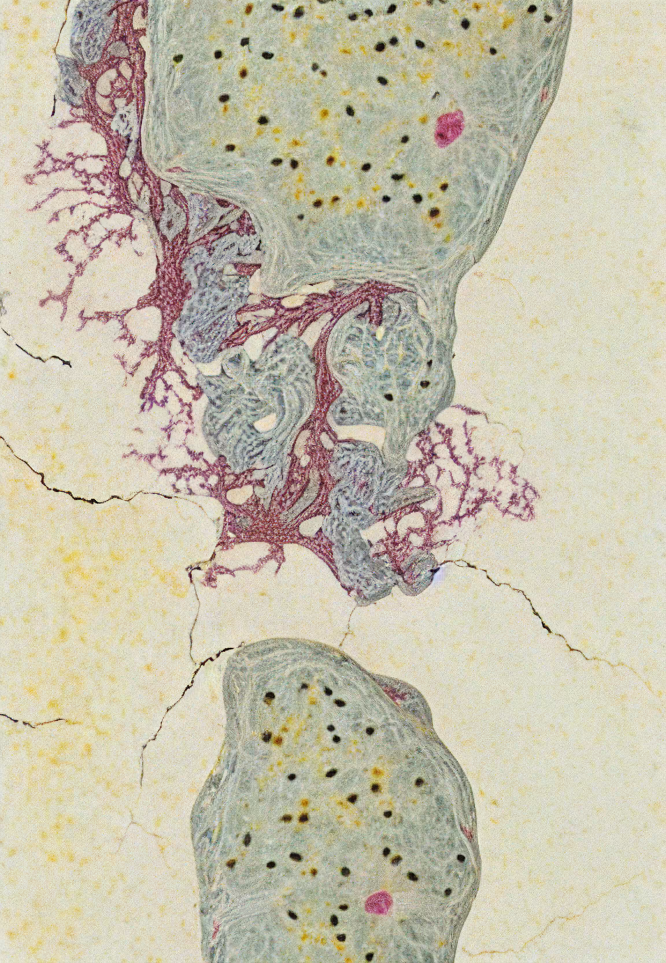In Vivo, In Vitro, In Silico: Histologia In Silico #97