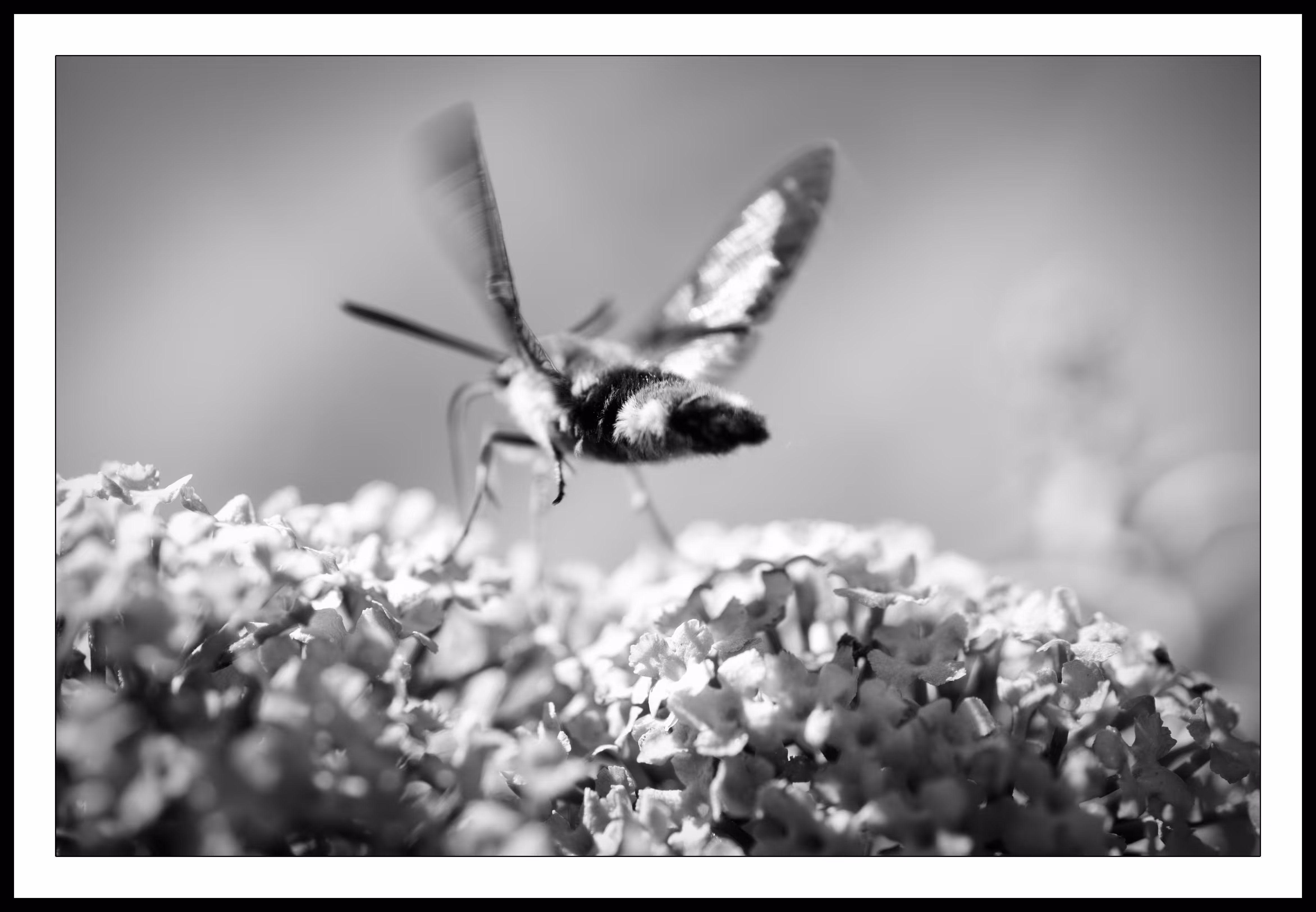 Hemaris tityus
