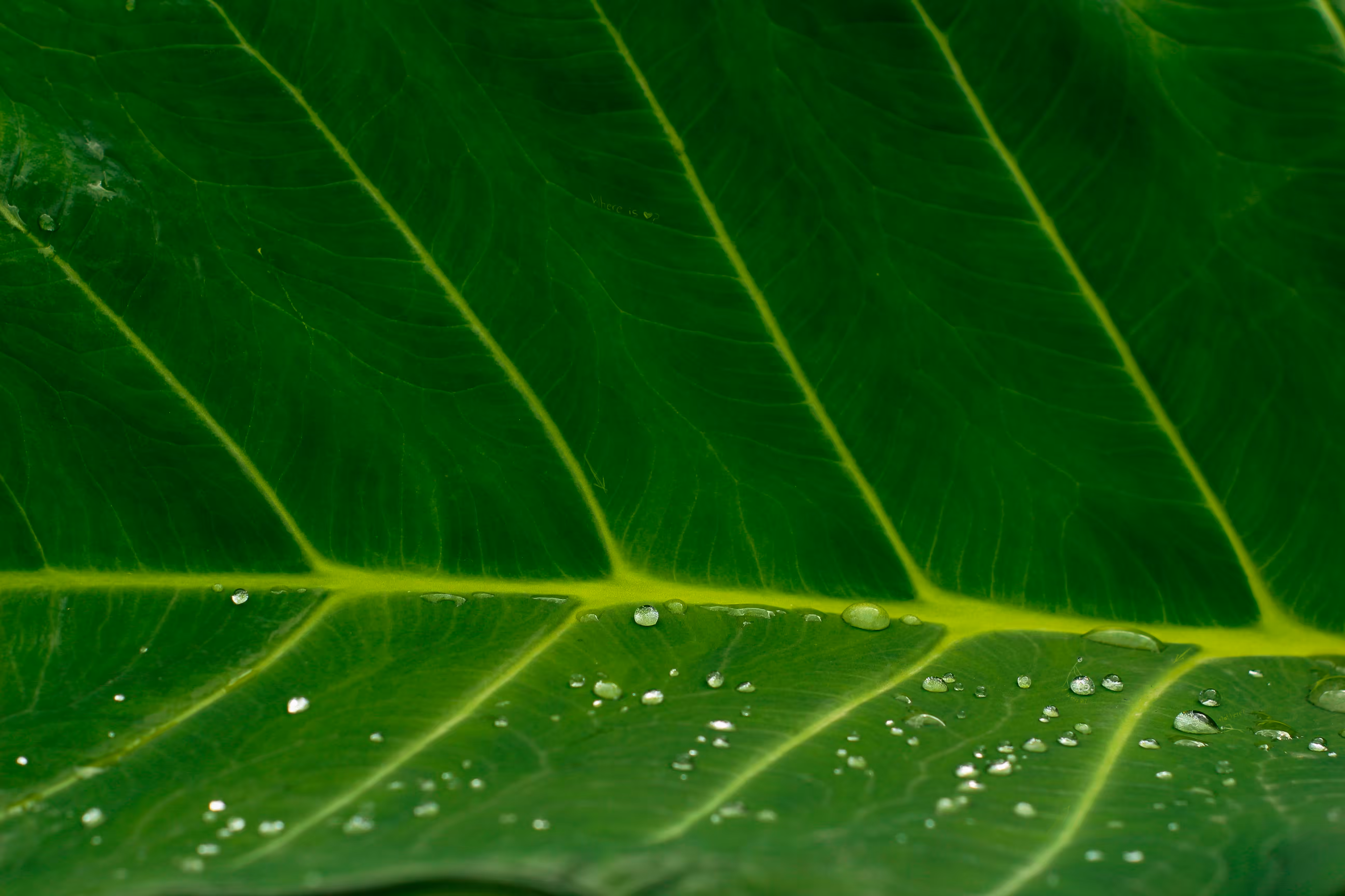 SHOULD IT BE GREEN 