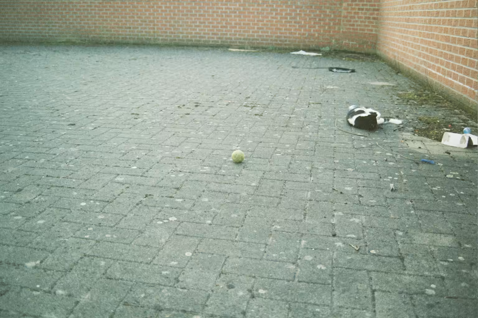 Gizmo, the anti-globalist cat