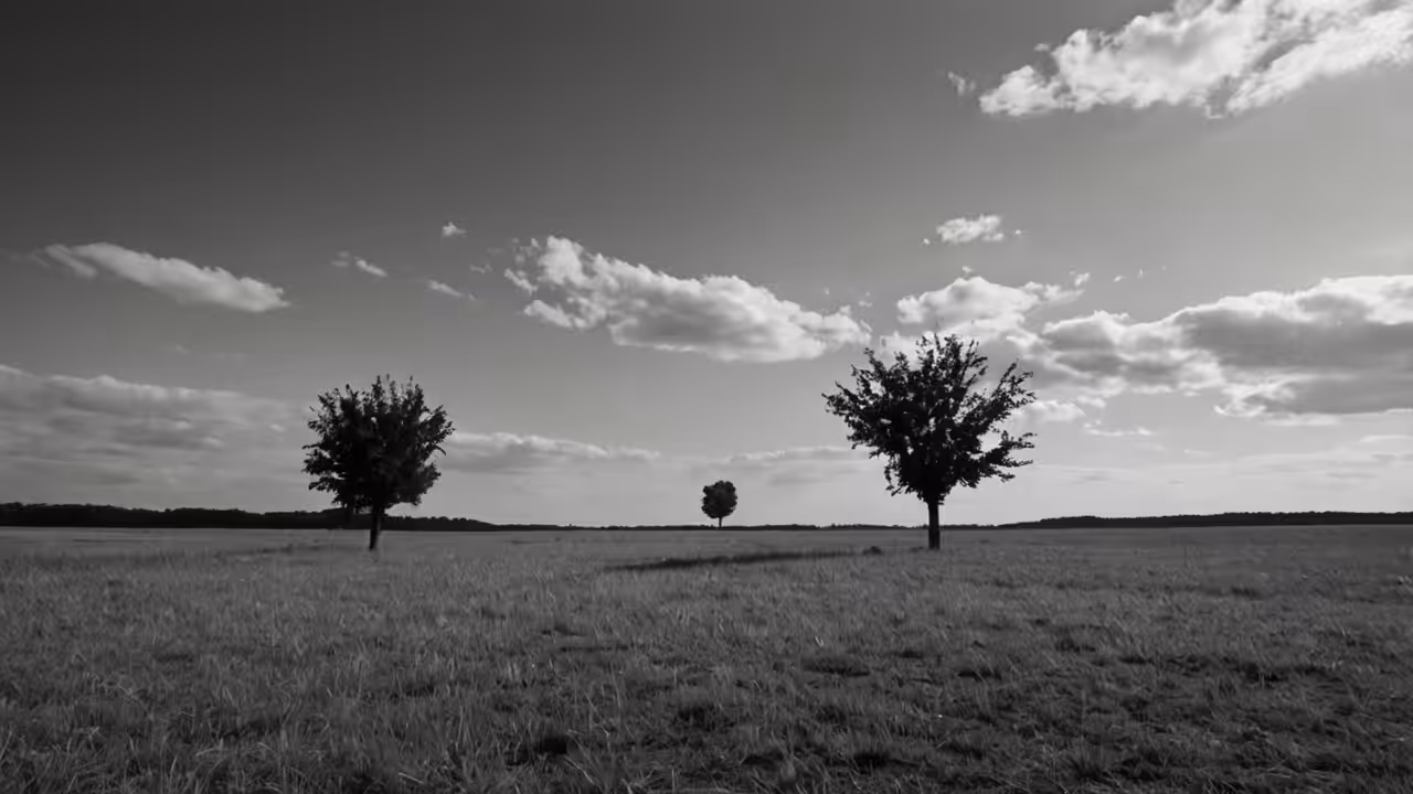 The Happy Valley: Three Trees in a Vast Field