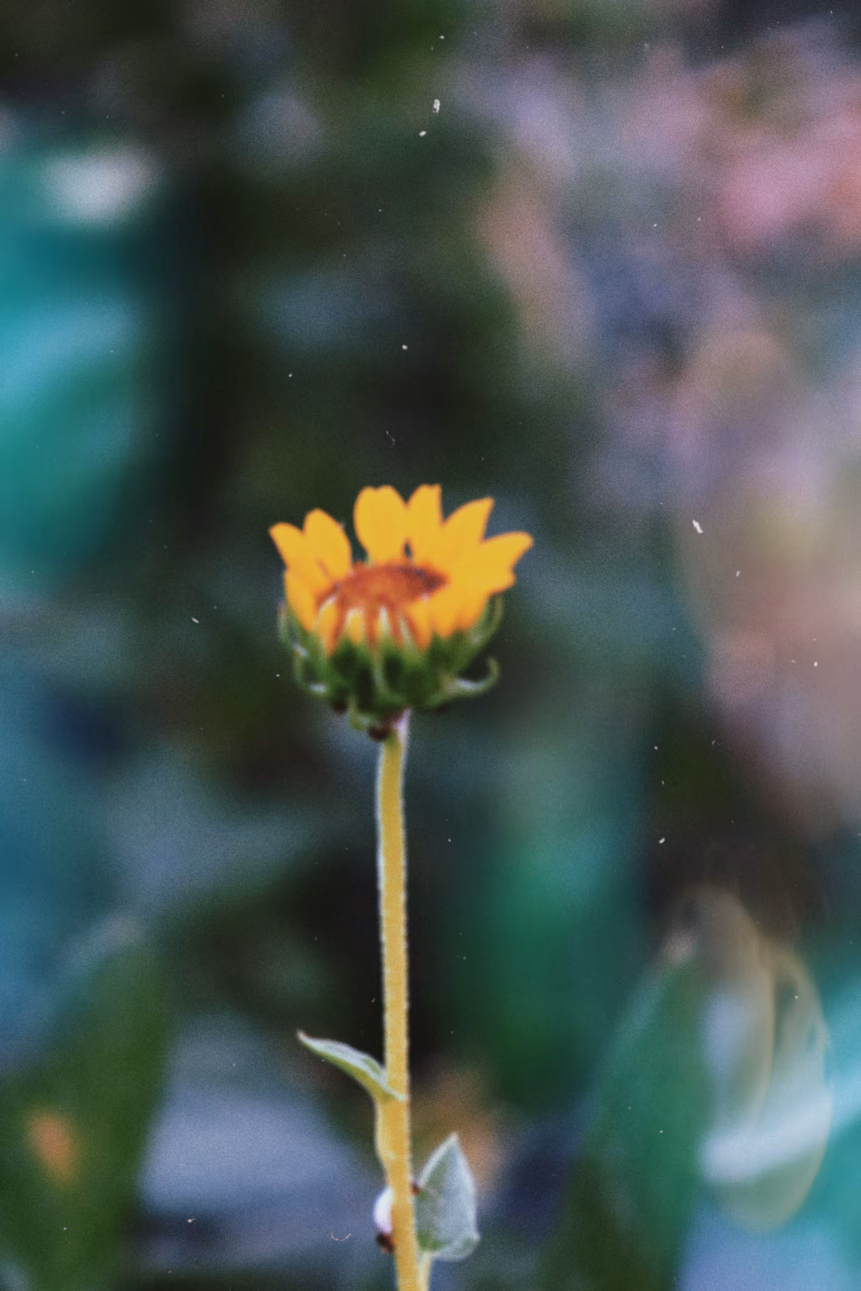 Twinkle