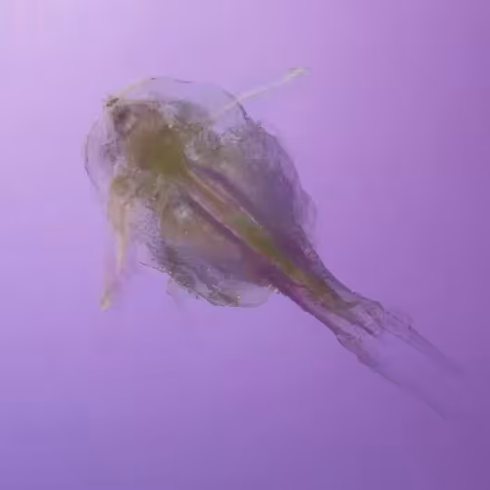 MicroMedusa