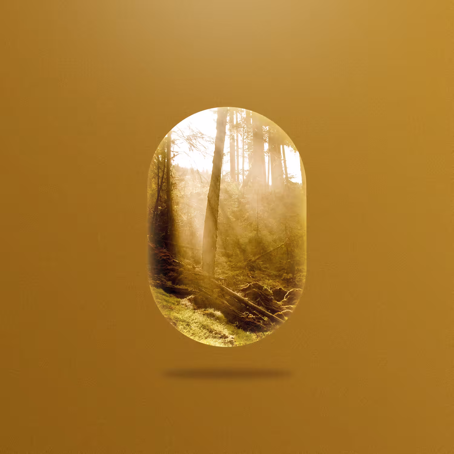 Capsule 004 | Gold Forest