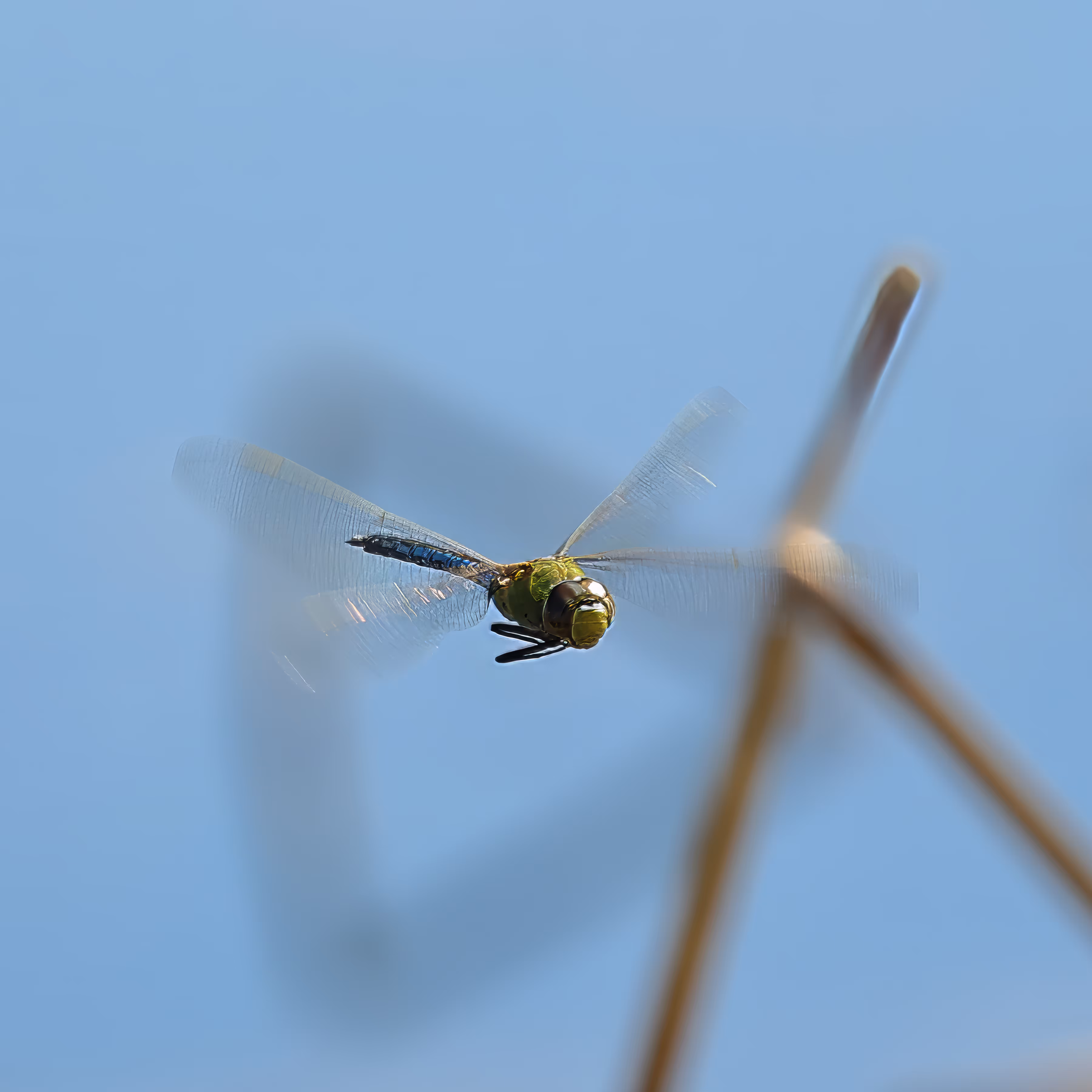 #OneToadPhotography: Dragonfly