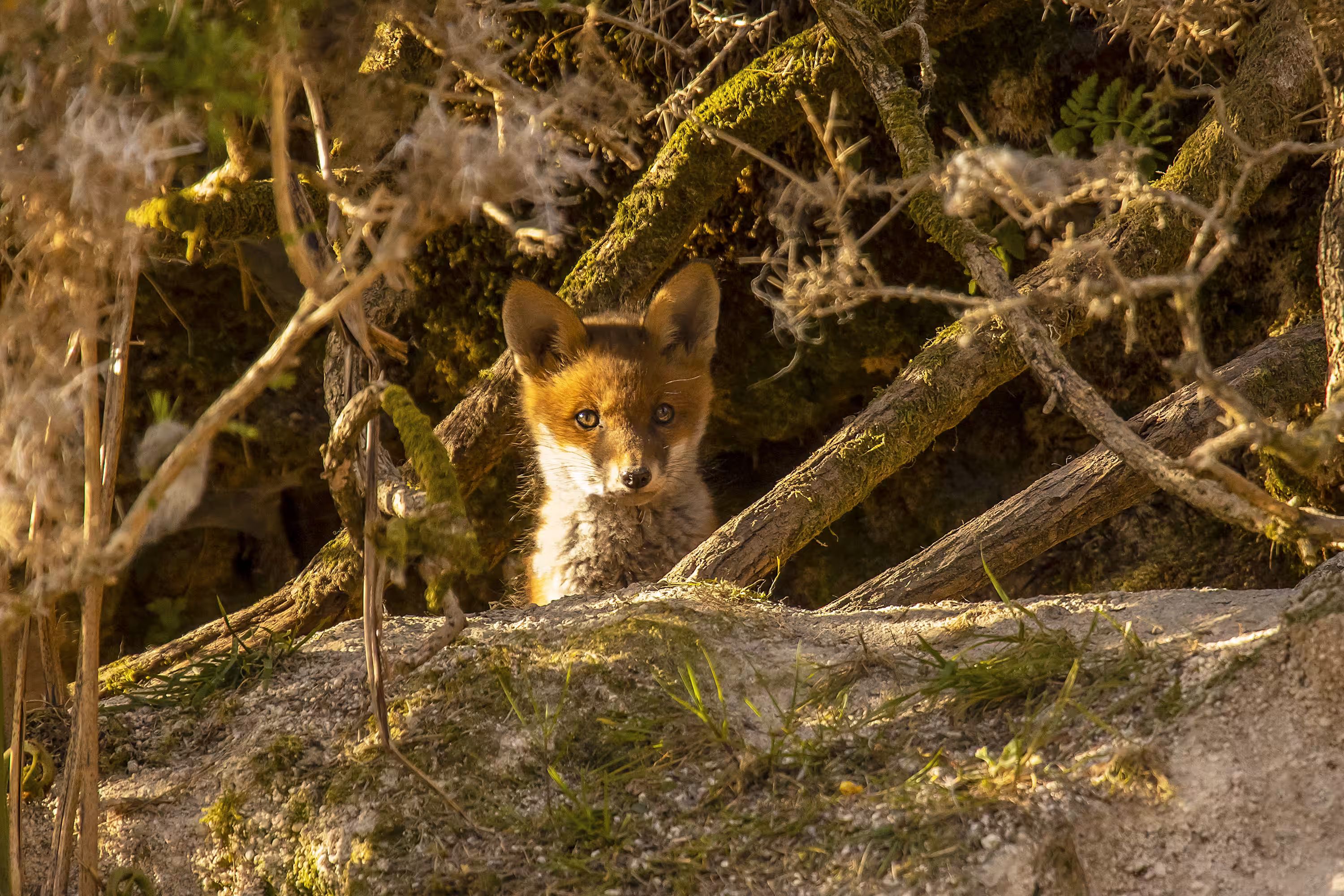 #6 Hide and Seek