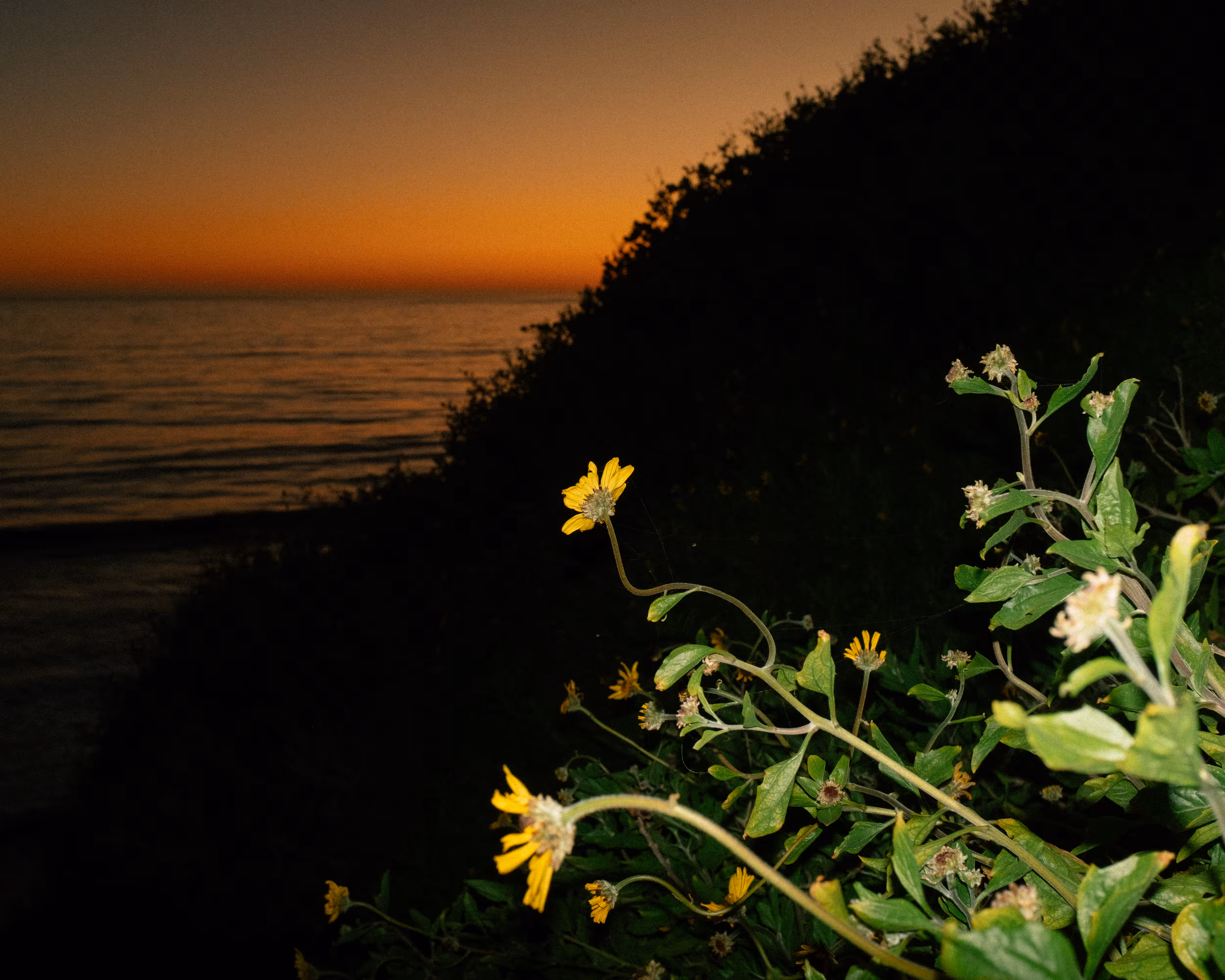 Coastal Flowers