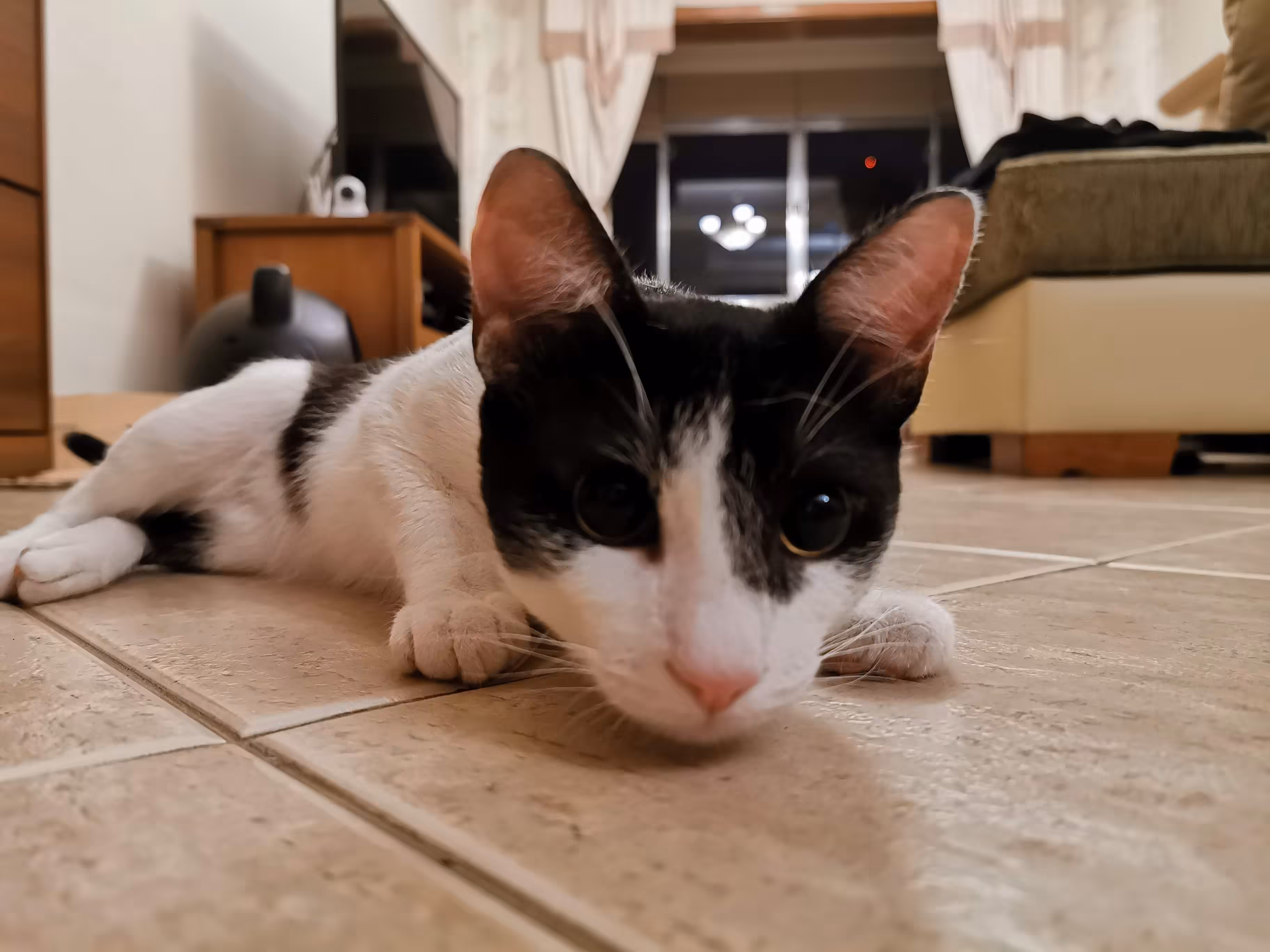 Boris the cat #01