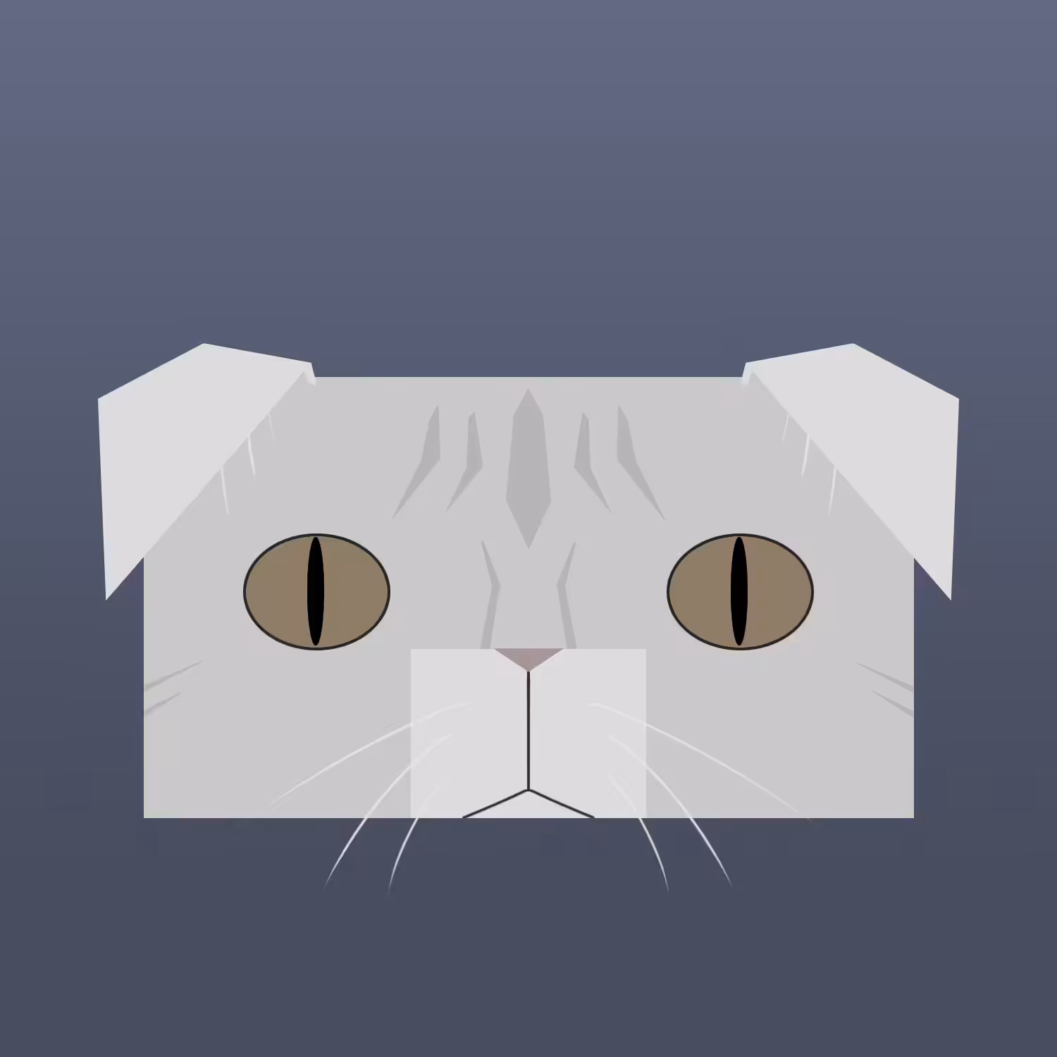 kitty #14 - scottish fold