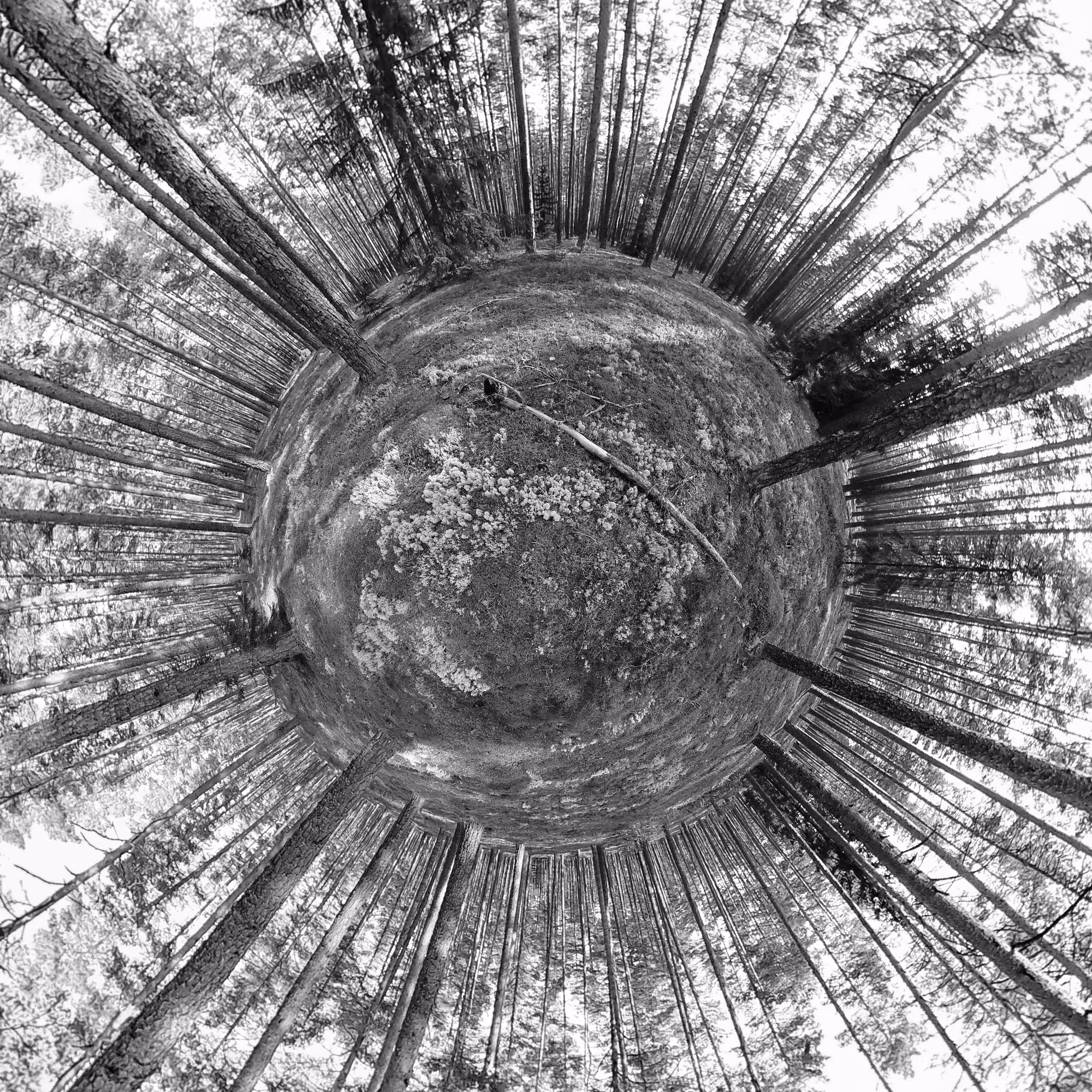 Forest series Black&White: This is where the mushrooms grow 02