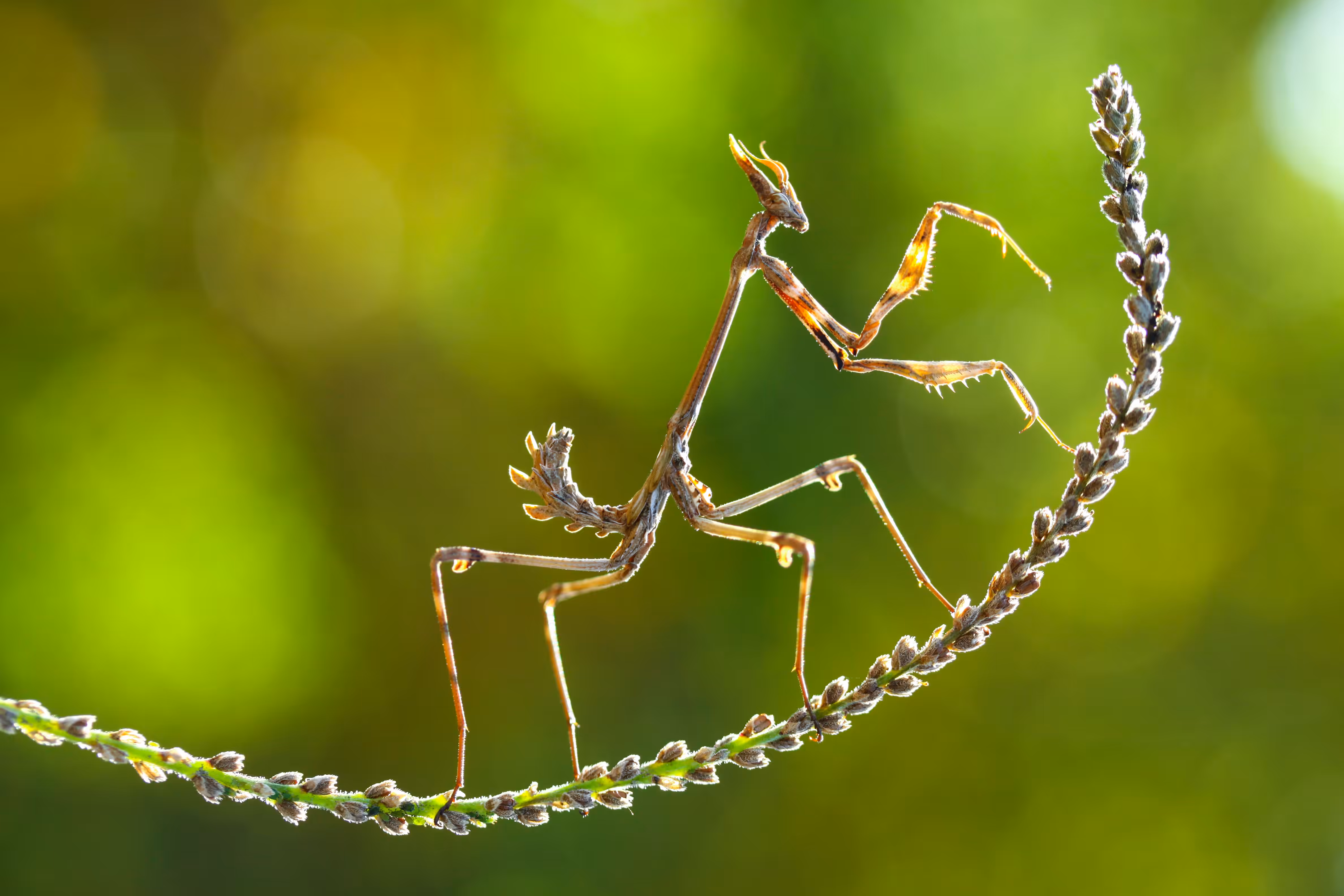 Empusa pennata