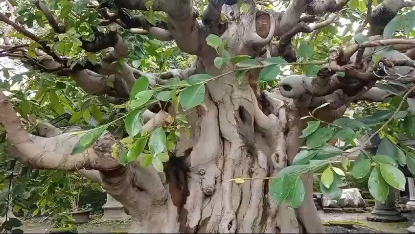 video bonsai 4