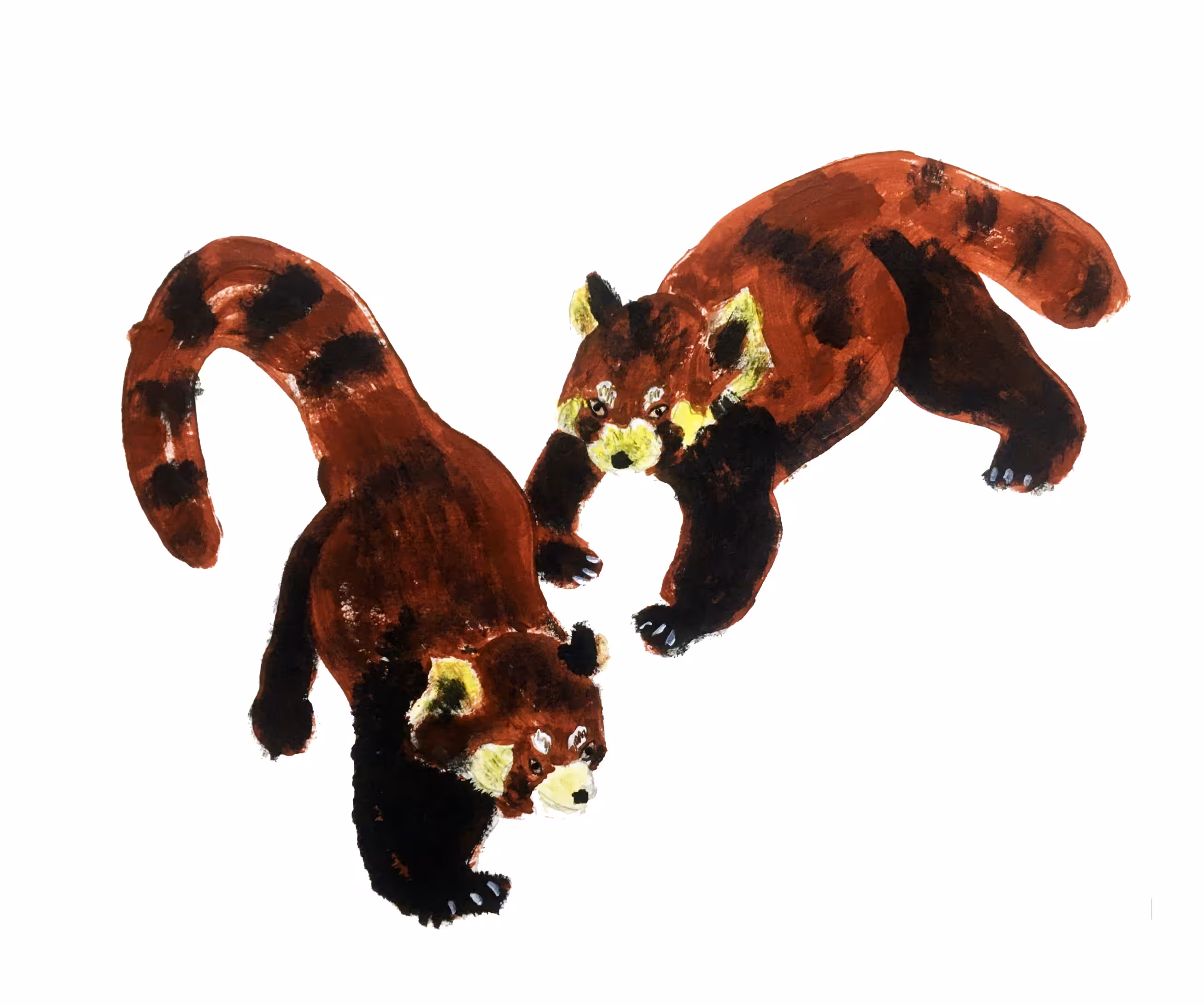 Two playing red pandas