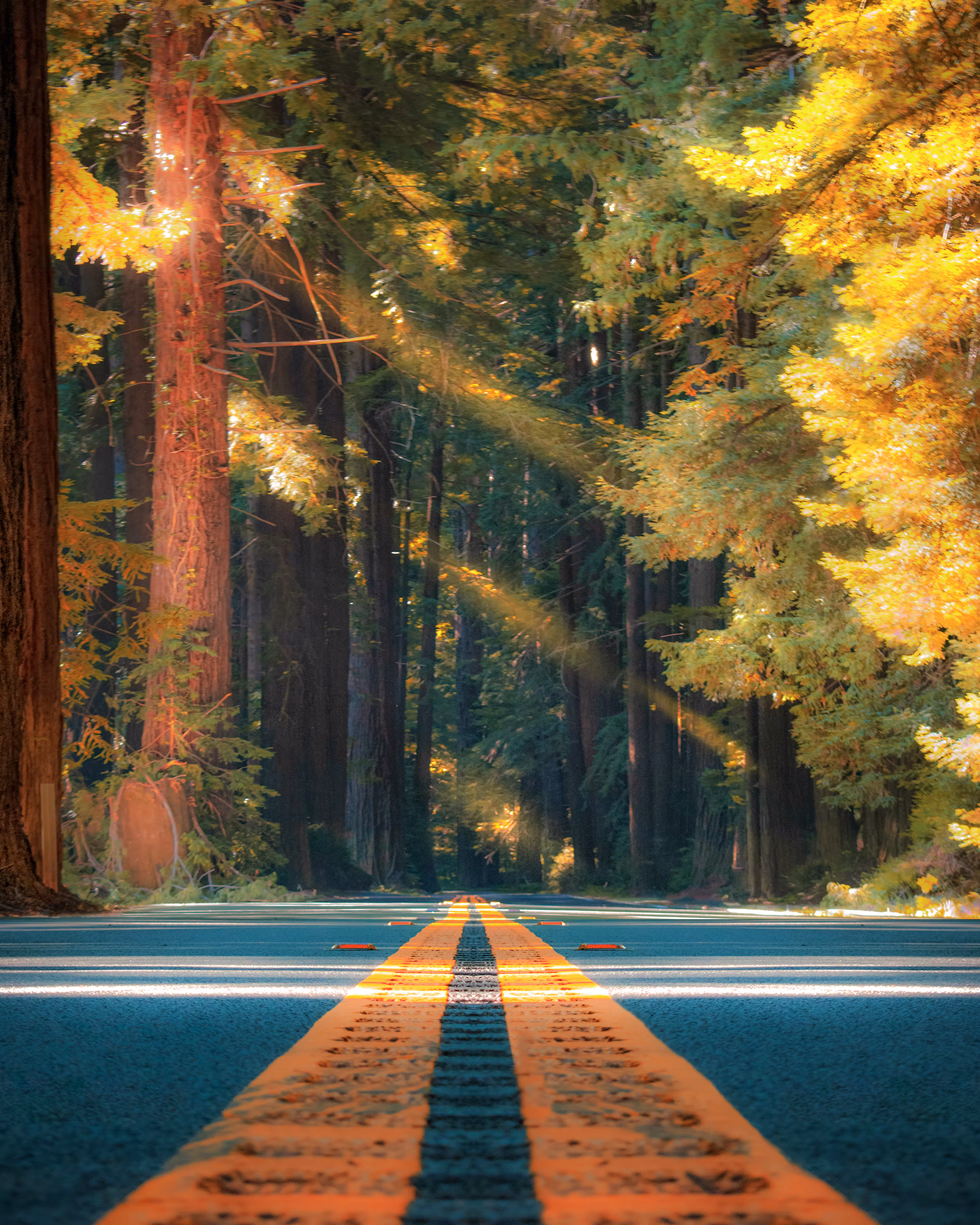 #8 Komorebi Redwoods