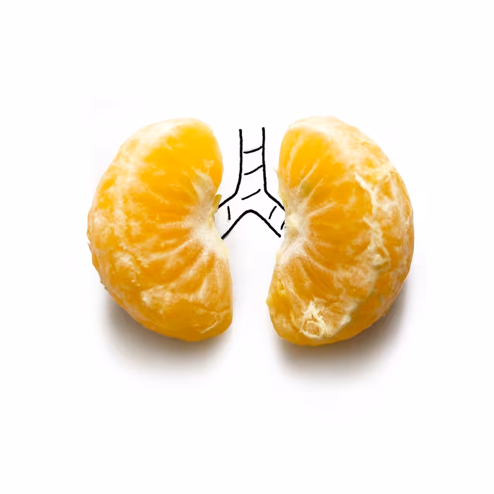 Lungs of mandarine