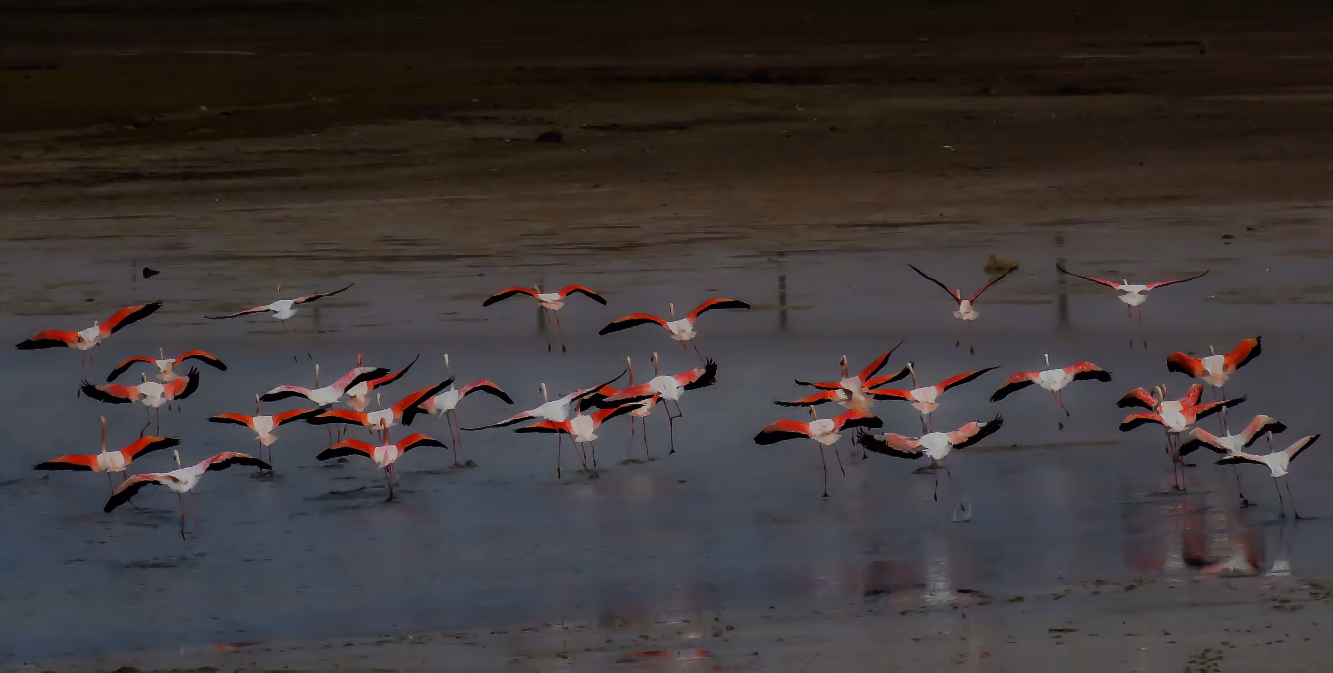Landing Flamingo Group