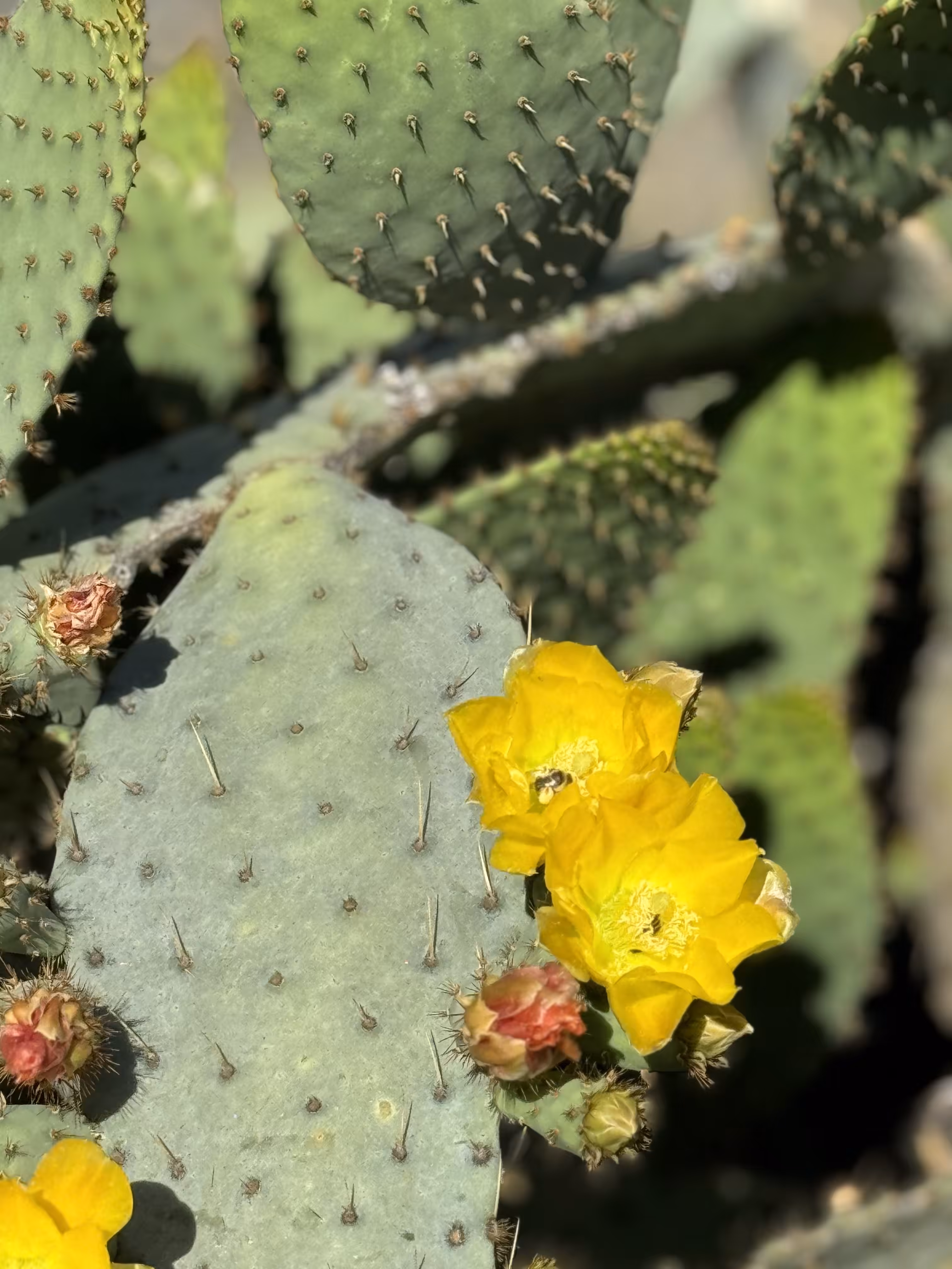 Cactus Blooms 5