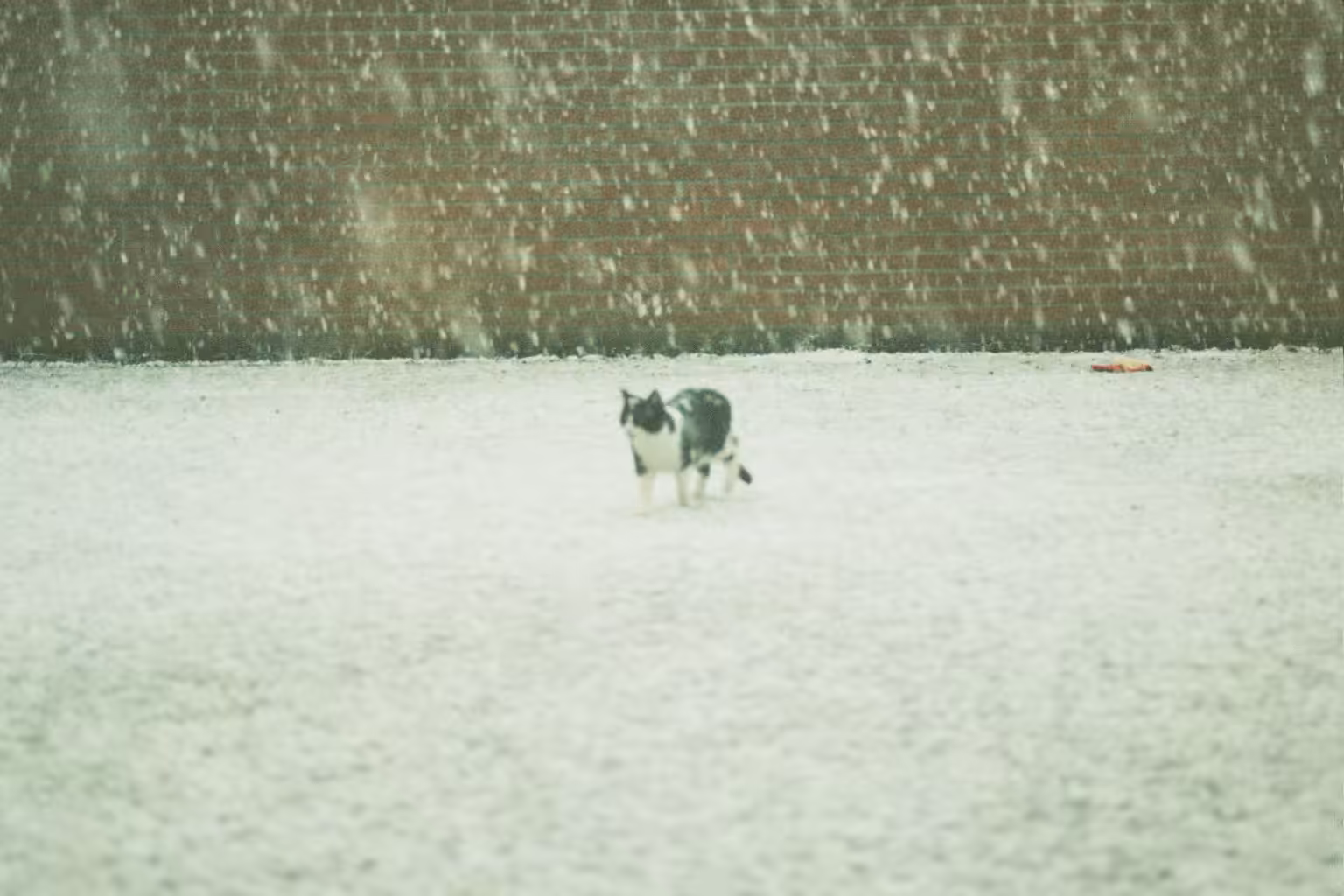 Winter has come for Gizmo