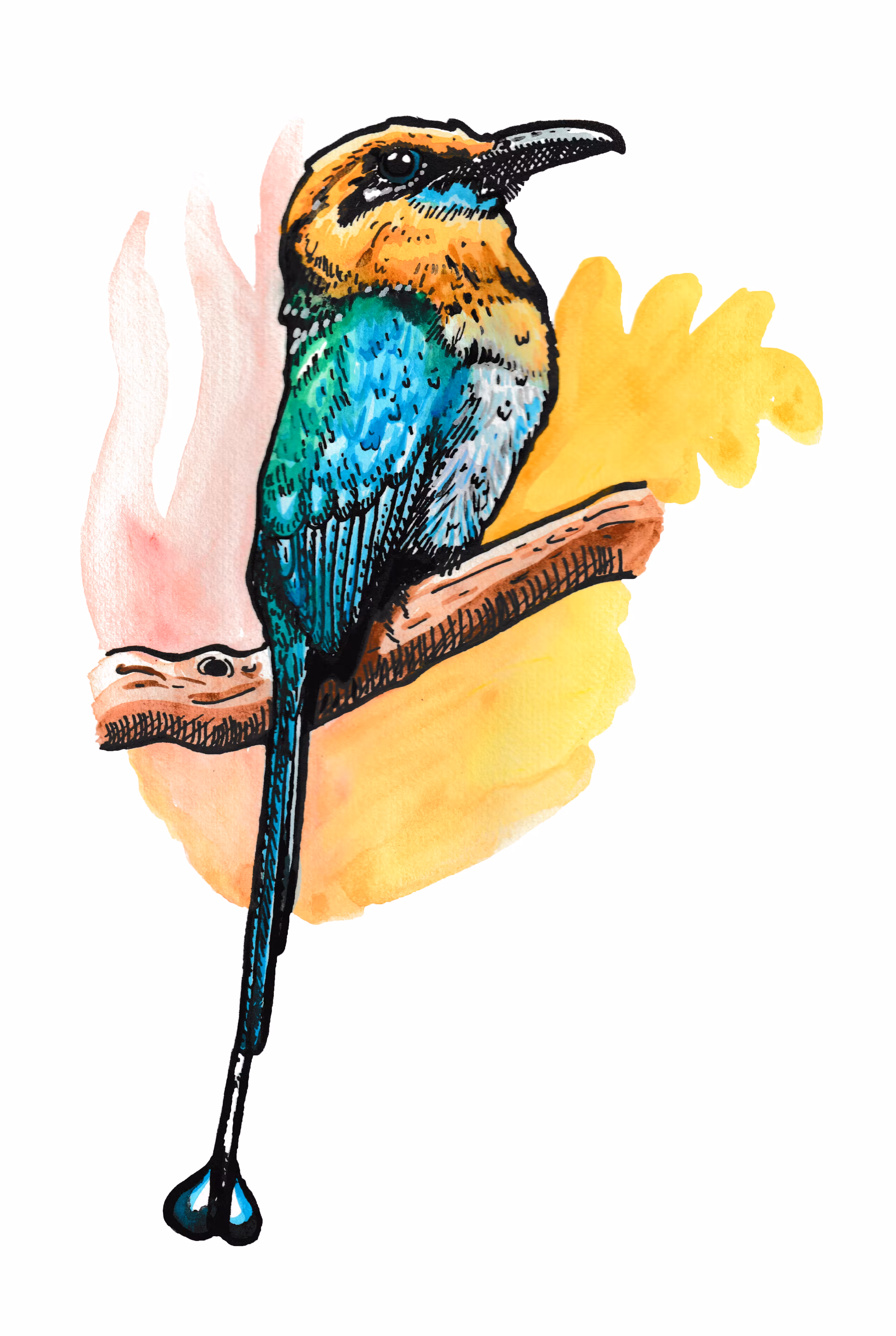 Broad billed motmot