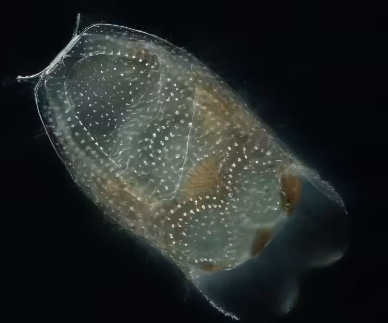 Digital Planktonia