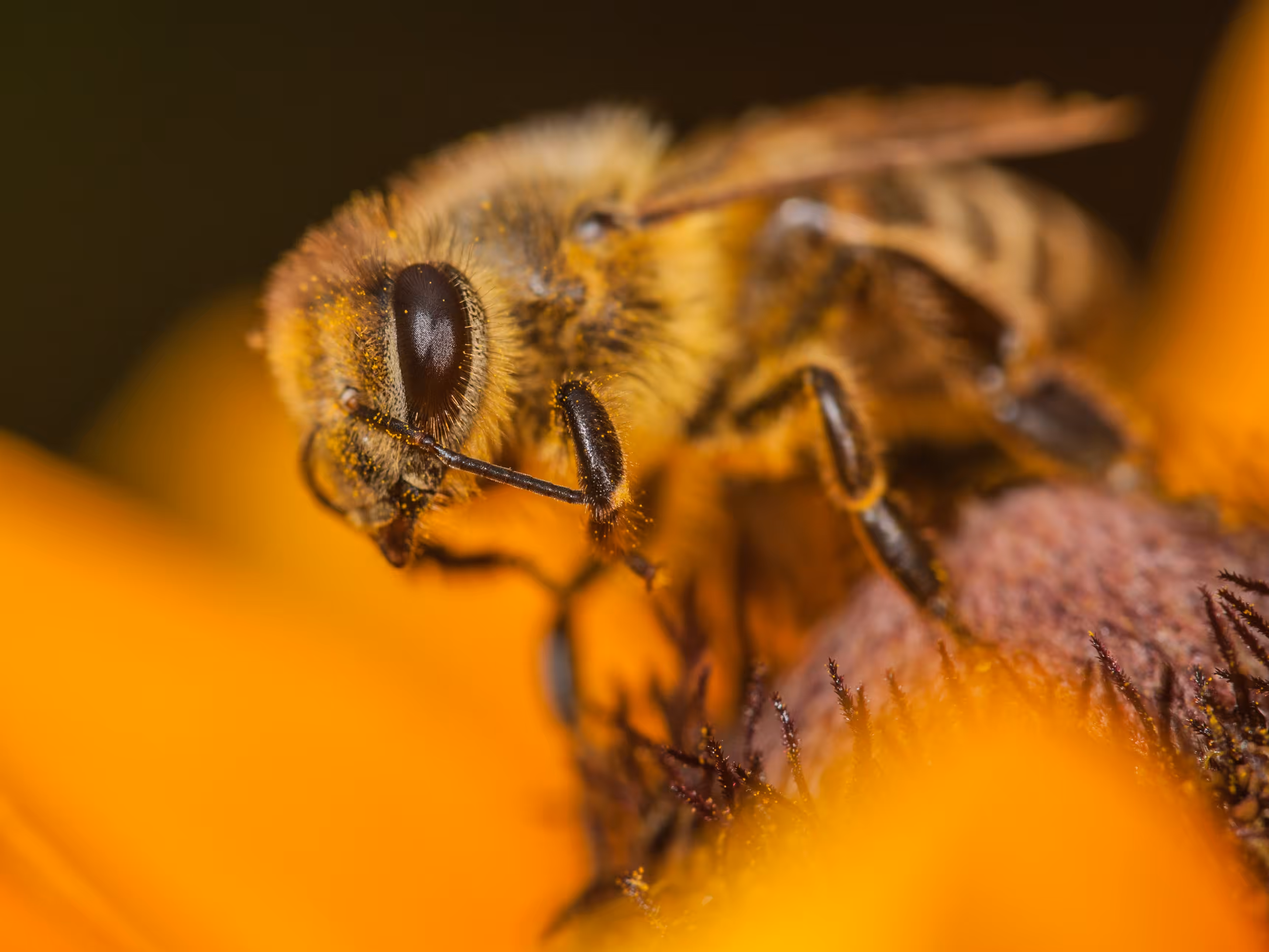 Honey Bee