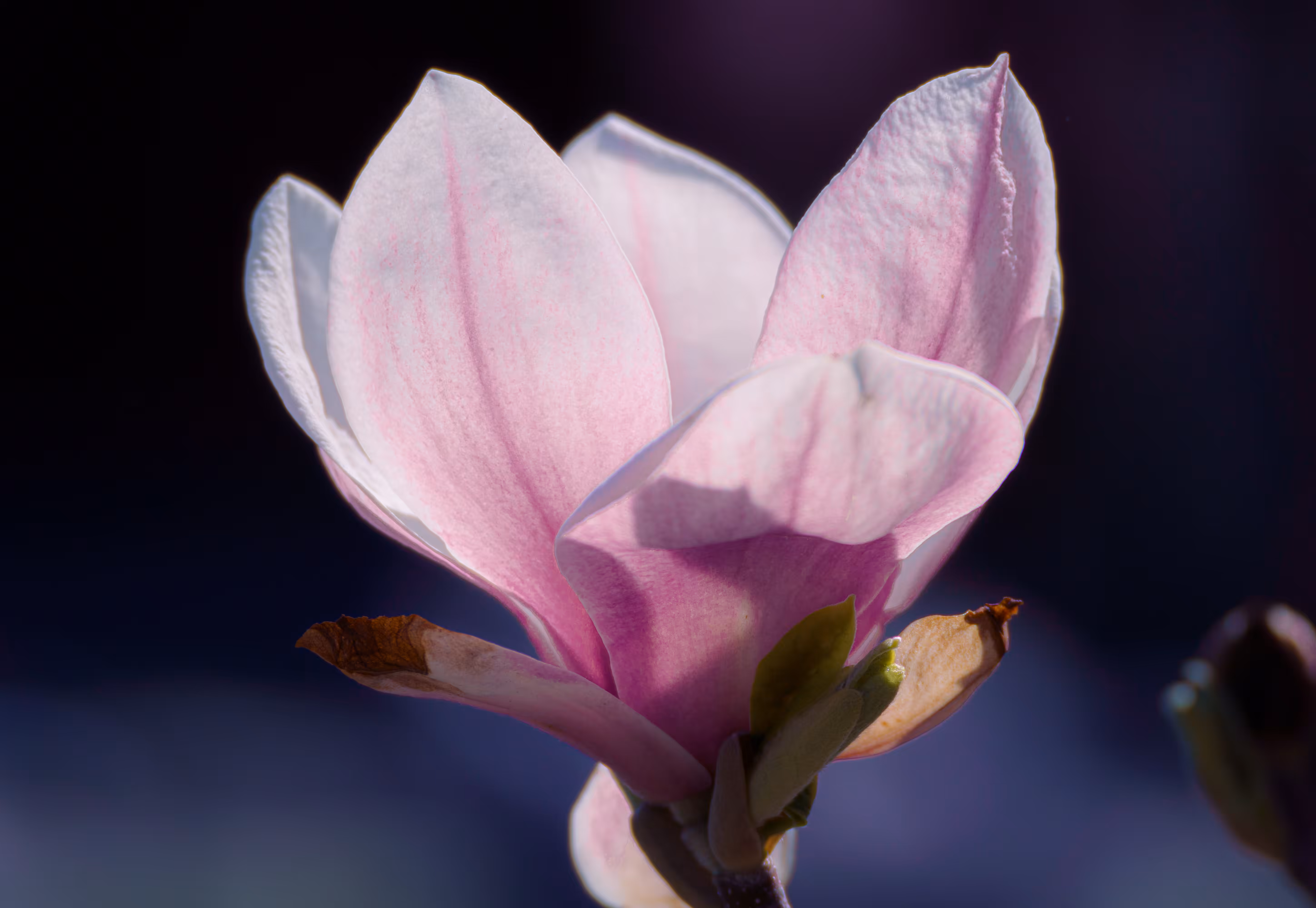 Blush in the Dark