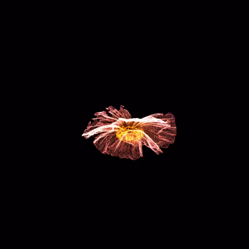 White Poppy 30 #115