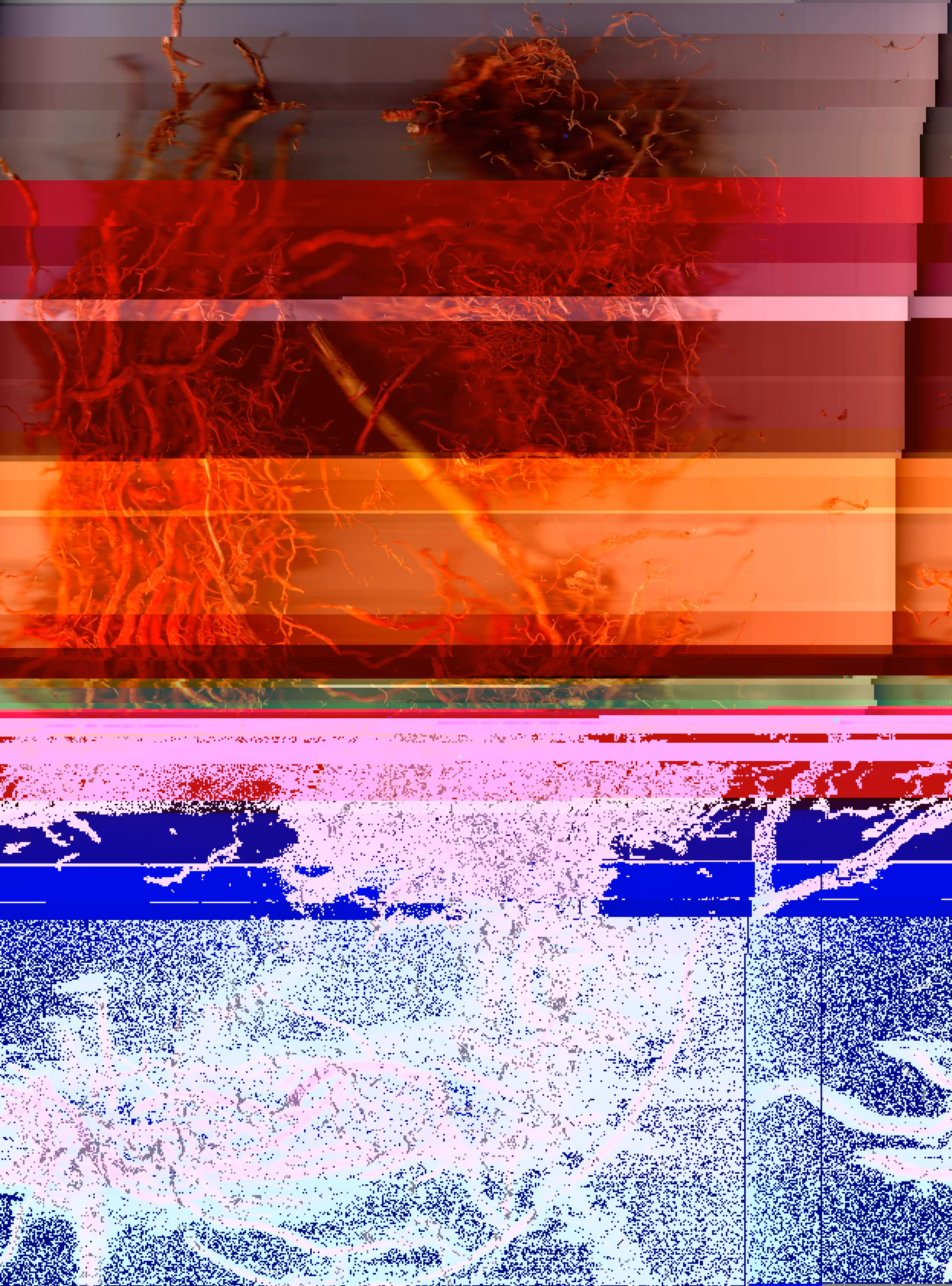 Blorgg Honklorph Malfonxia b[5]