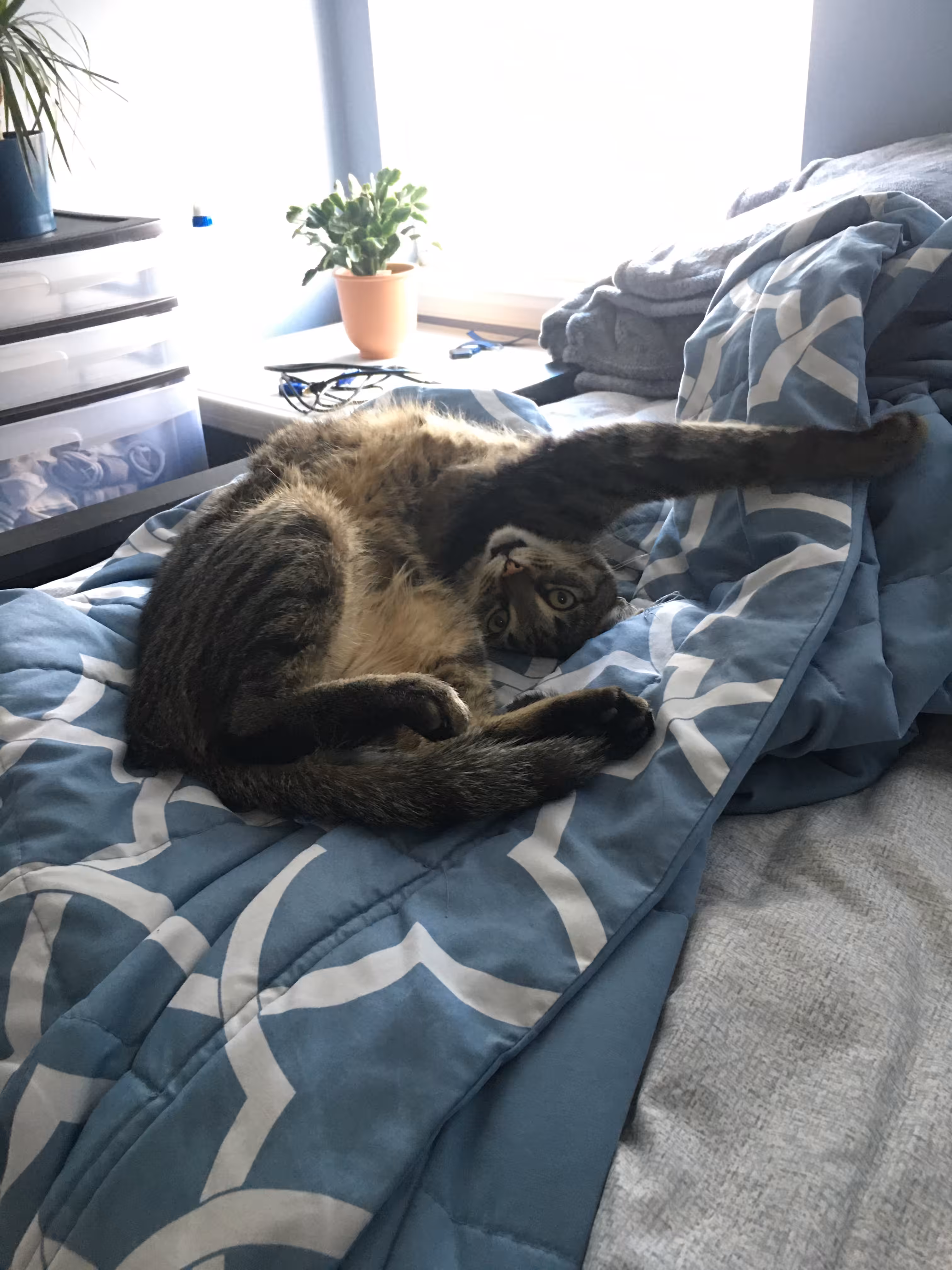 lounge cat