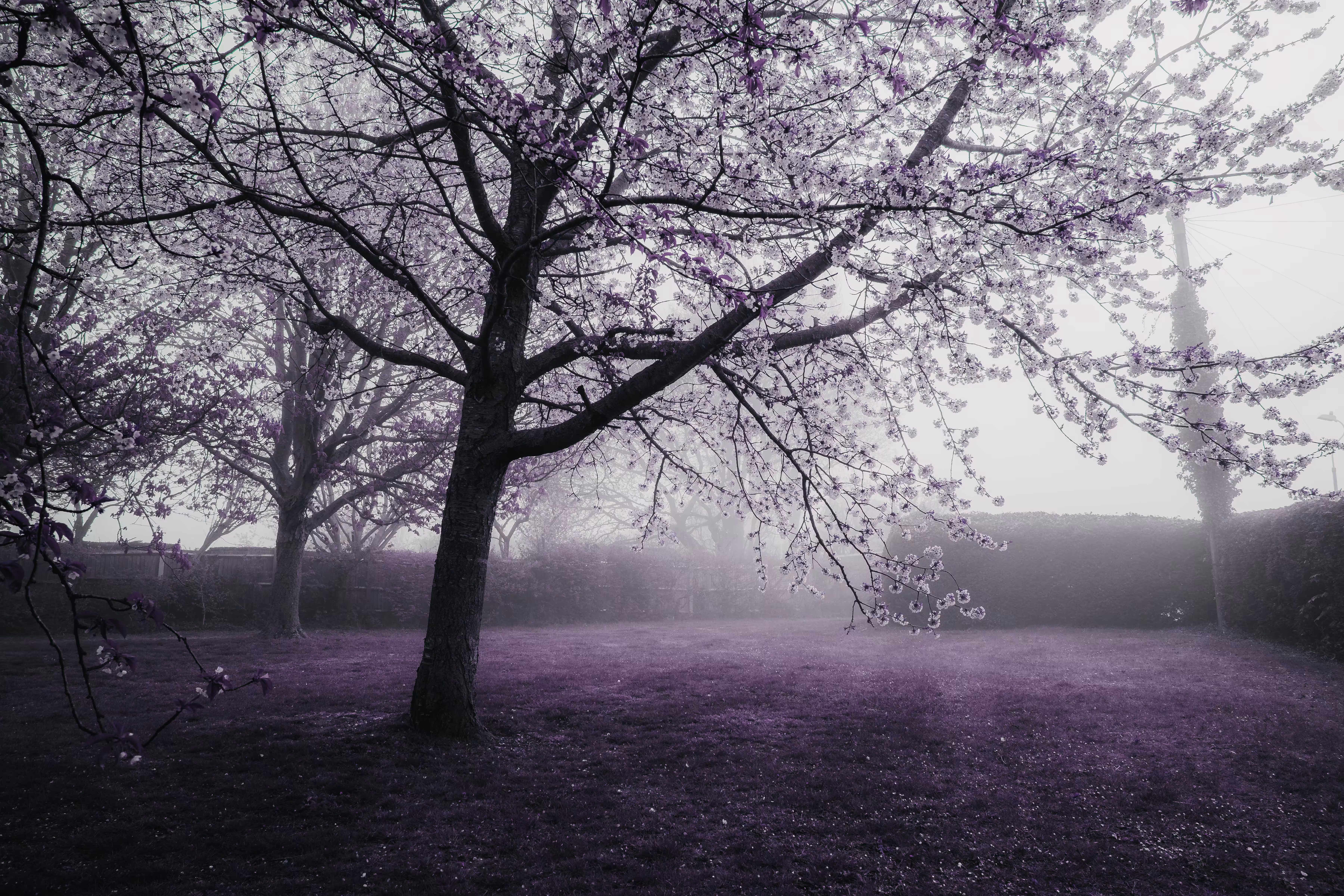 Purple Mornings