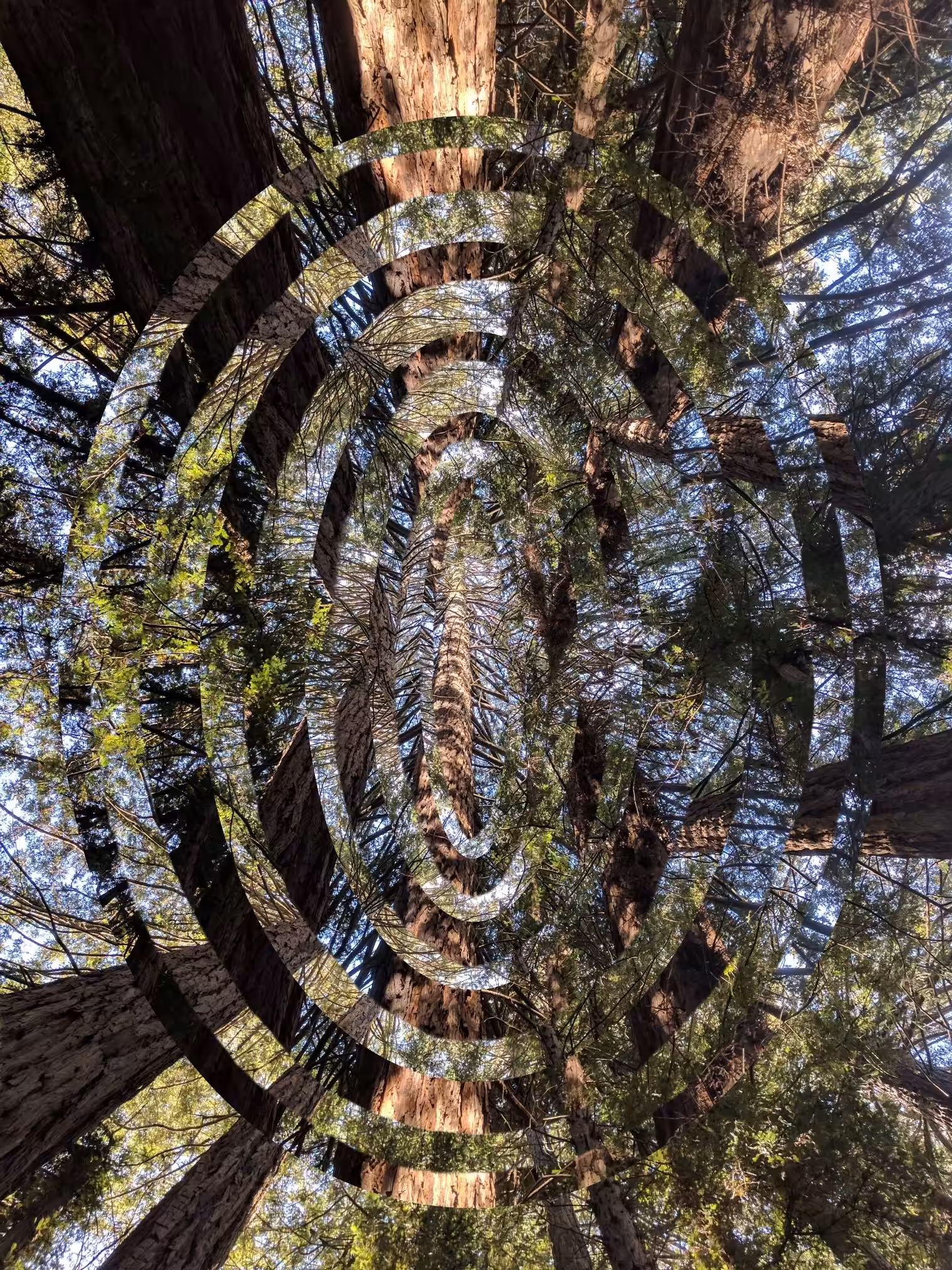 Fractured Forest - #3