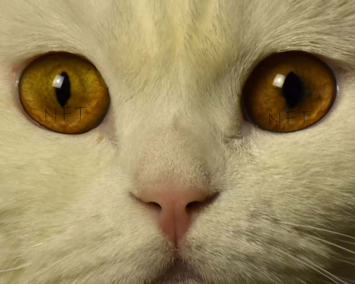 cat eyes 