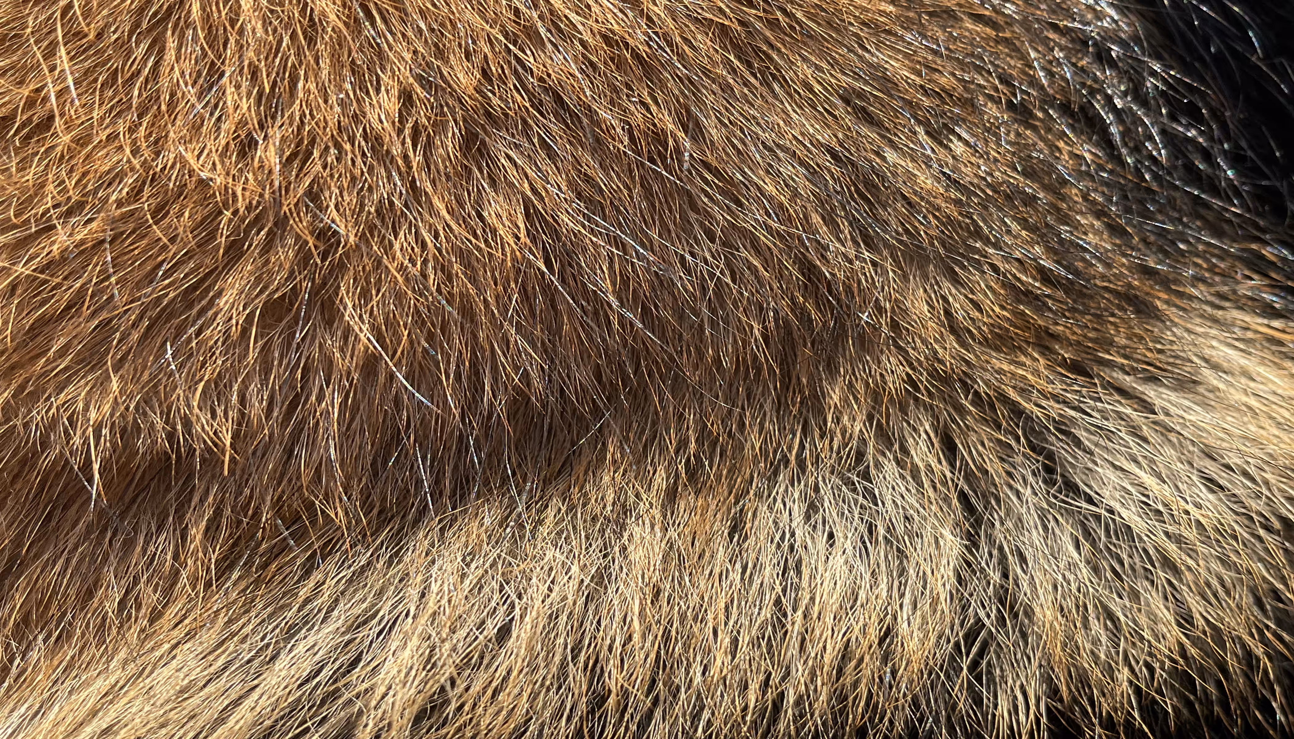 The Furs of Bella #13
