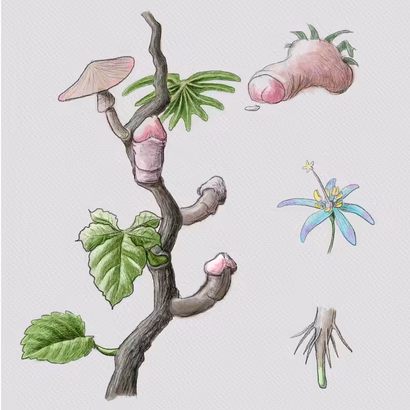 Codex aphrodiziacum - 1 #55