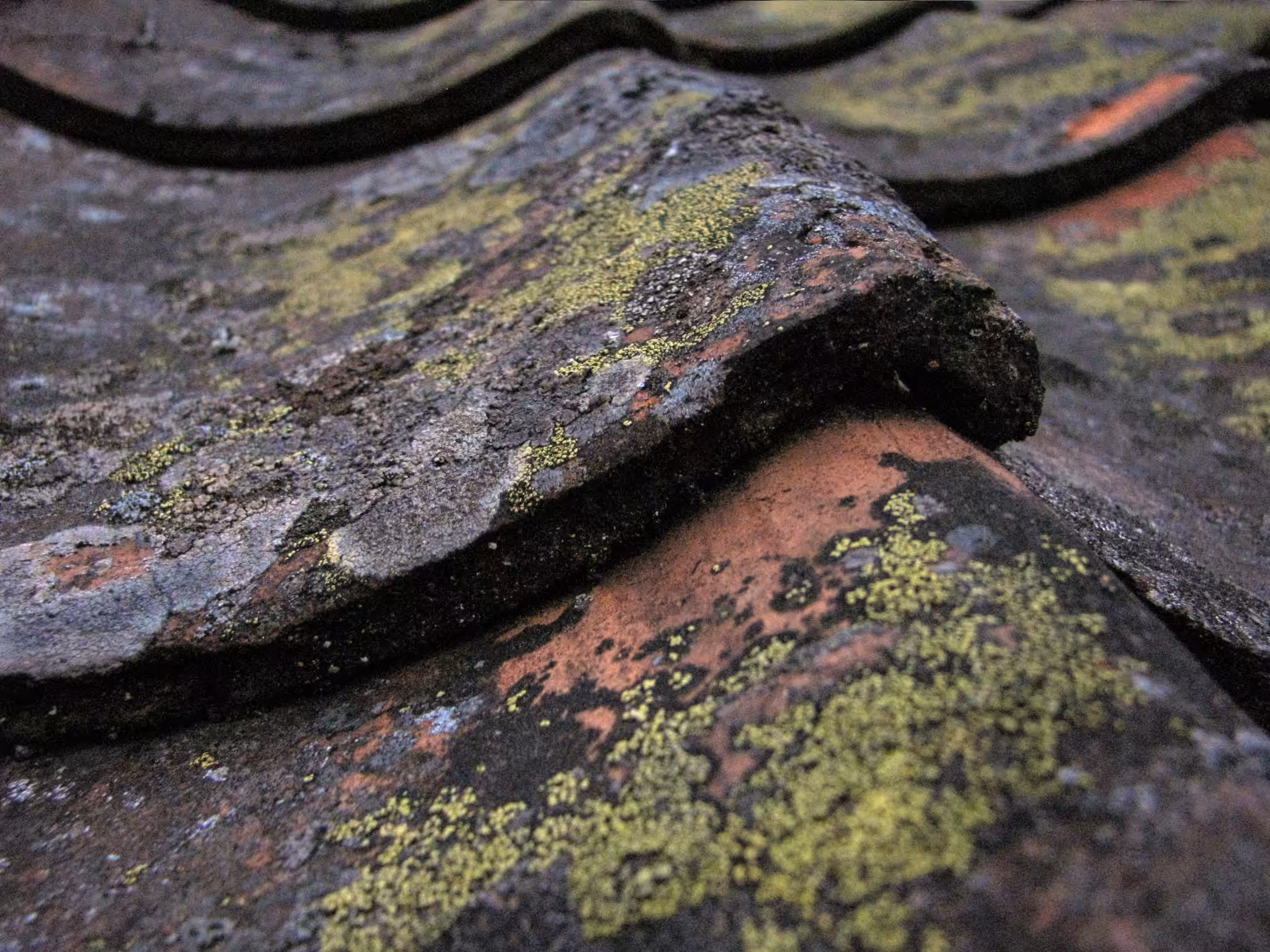 mossy roof tile texture