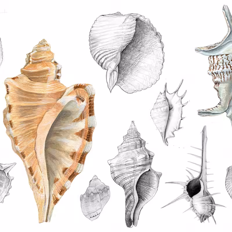 Malacology #3