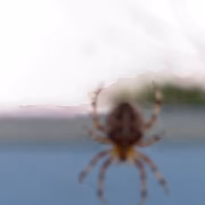 Spider [Lytro]