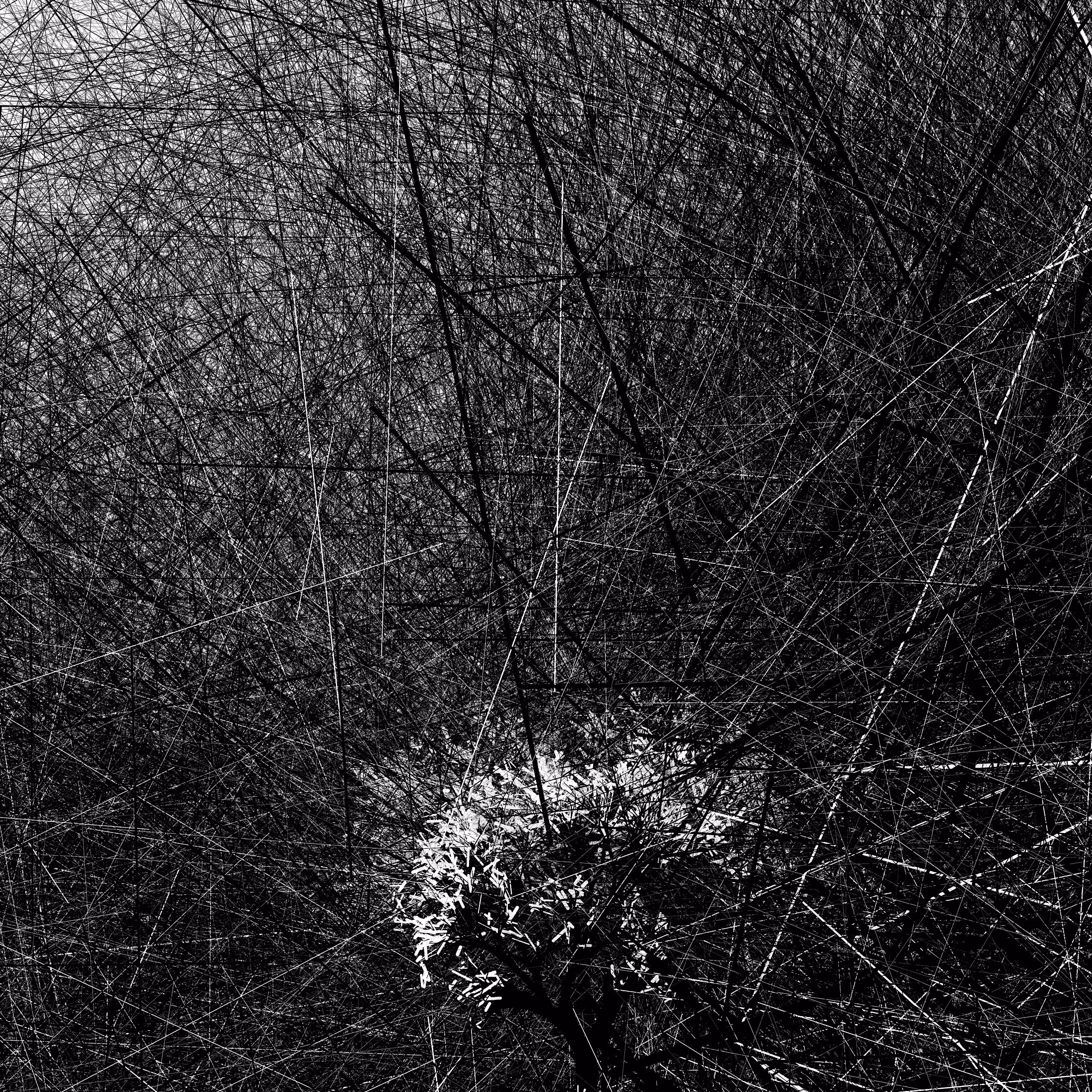 A Portrait of the Tree