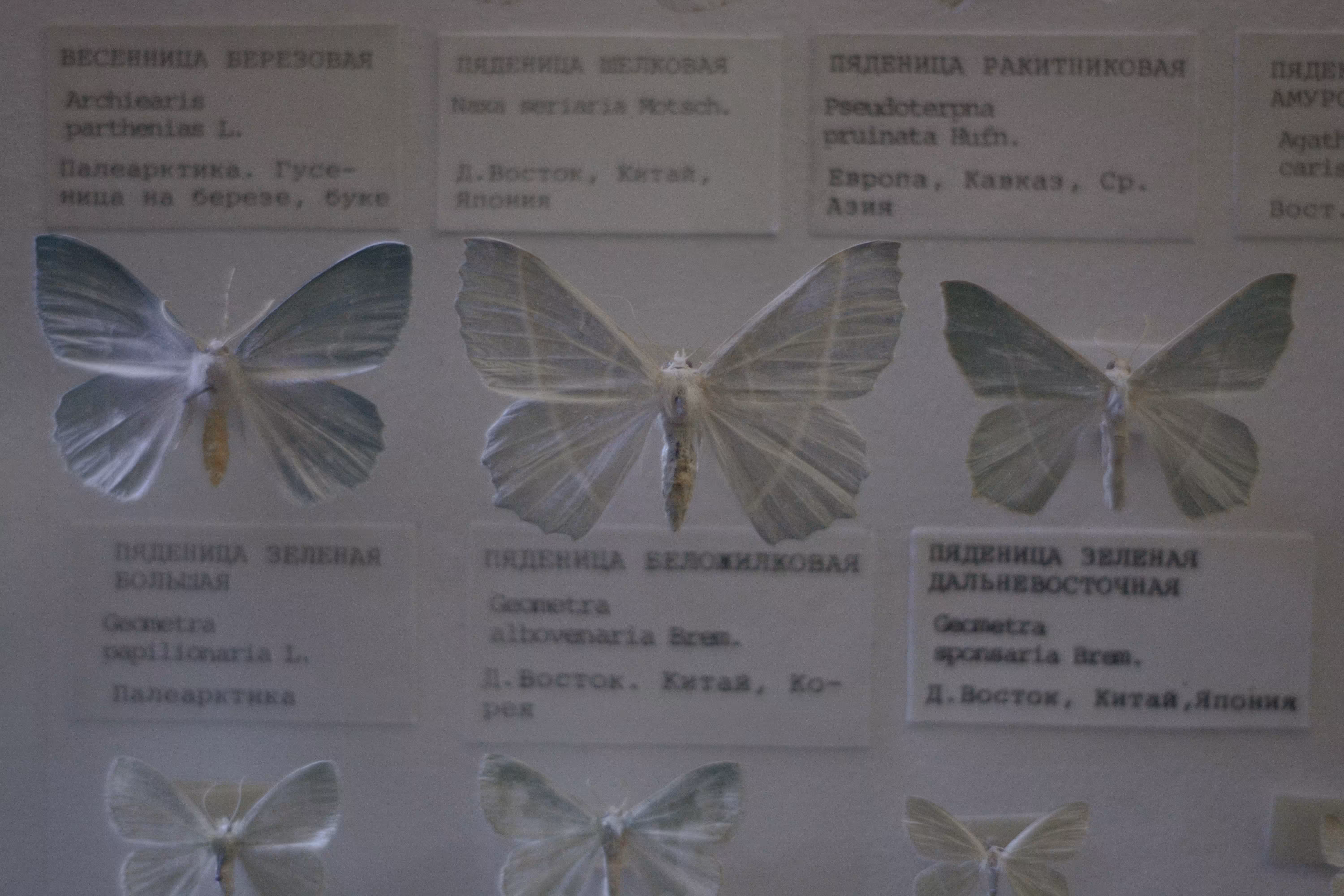 Museum