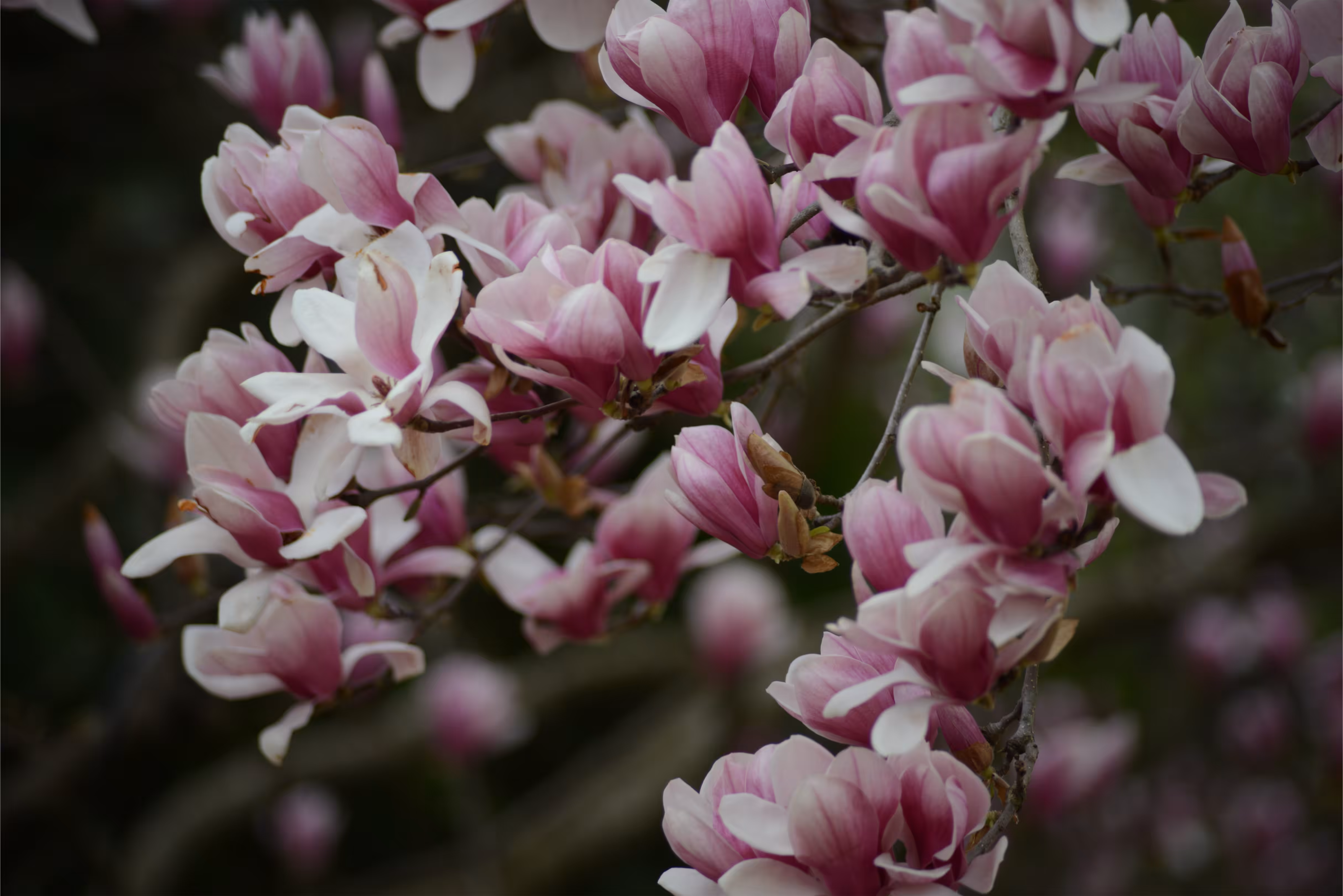 Magnolias 5