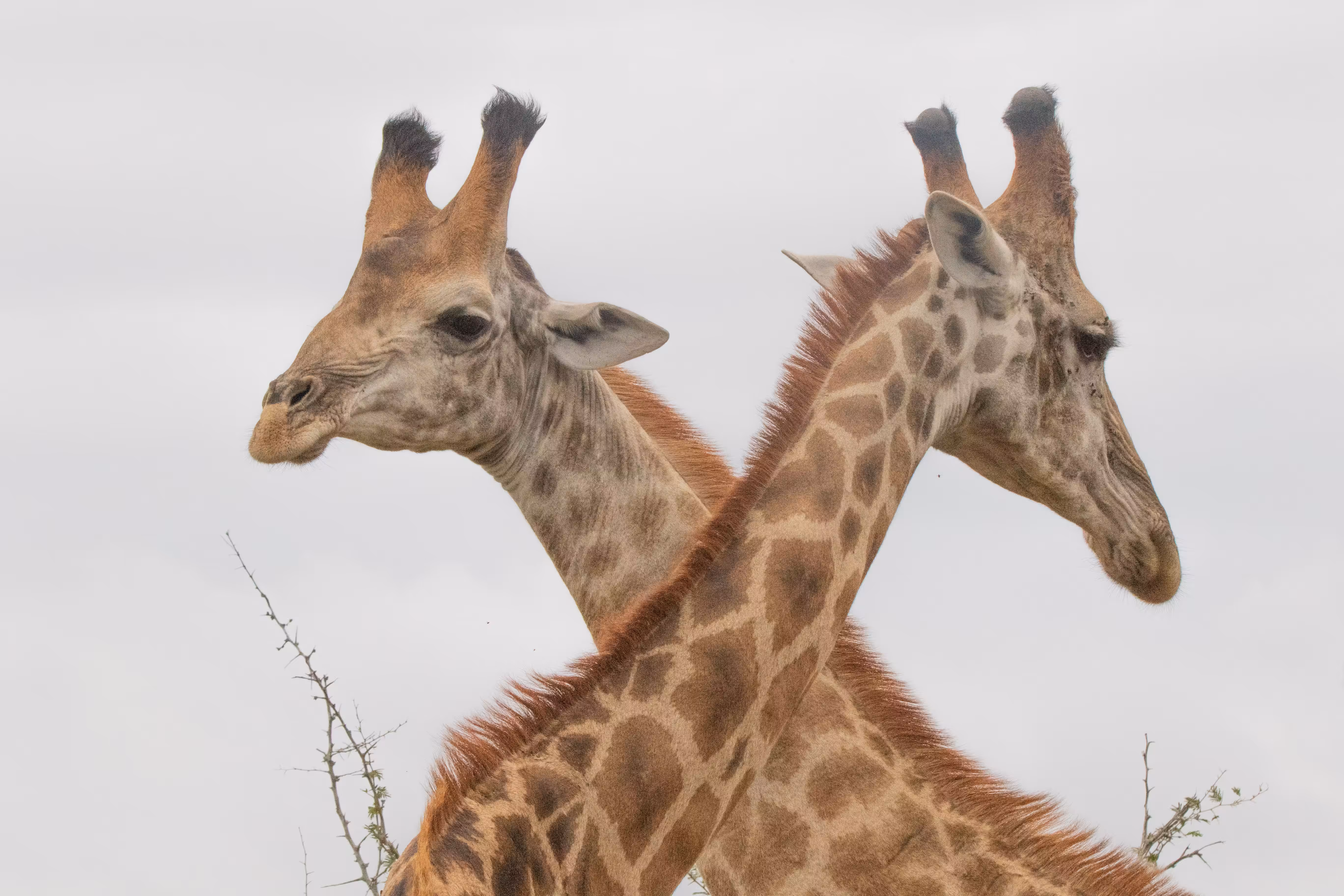 the giraffe disagreement