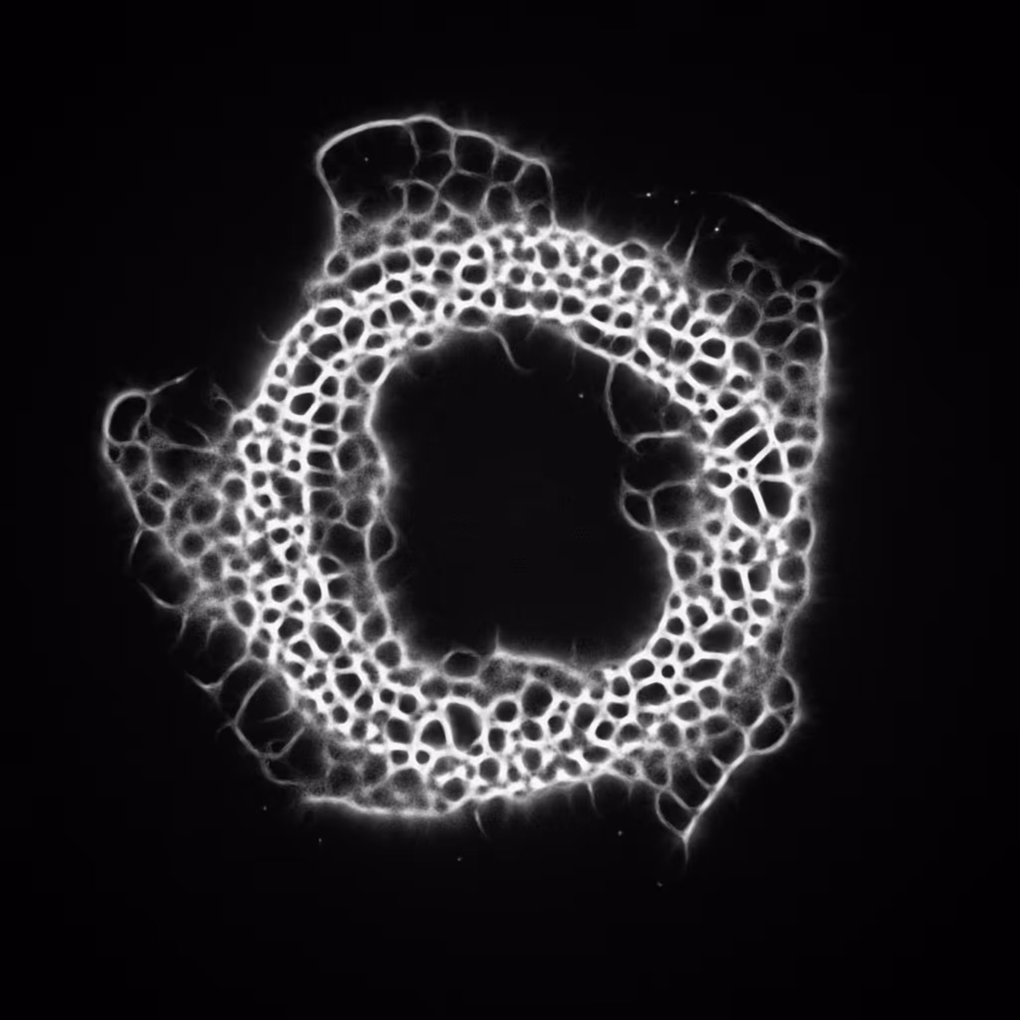 Agnoscopic #61