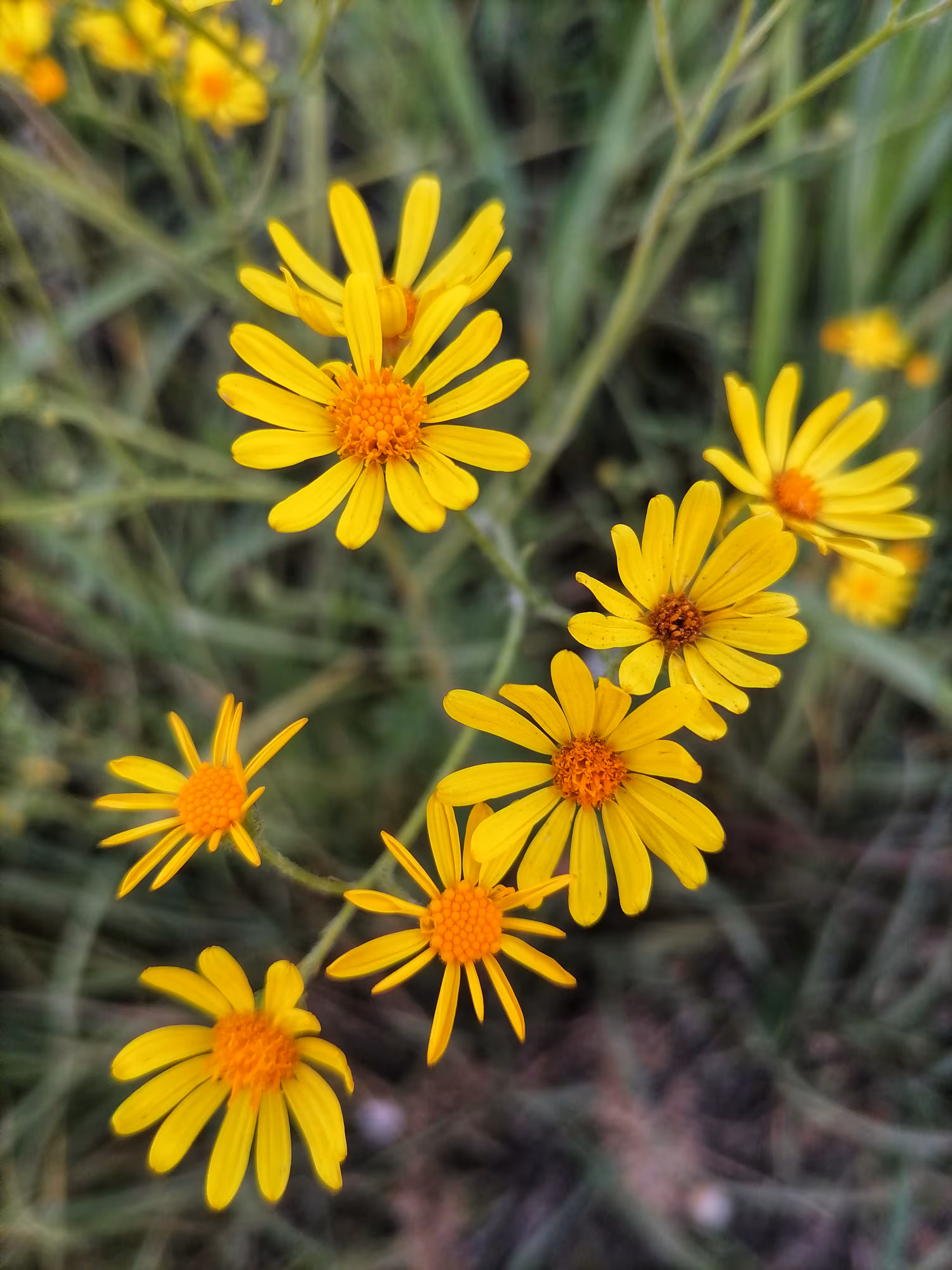  Уellow chamomile