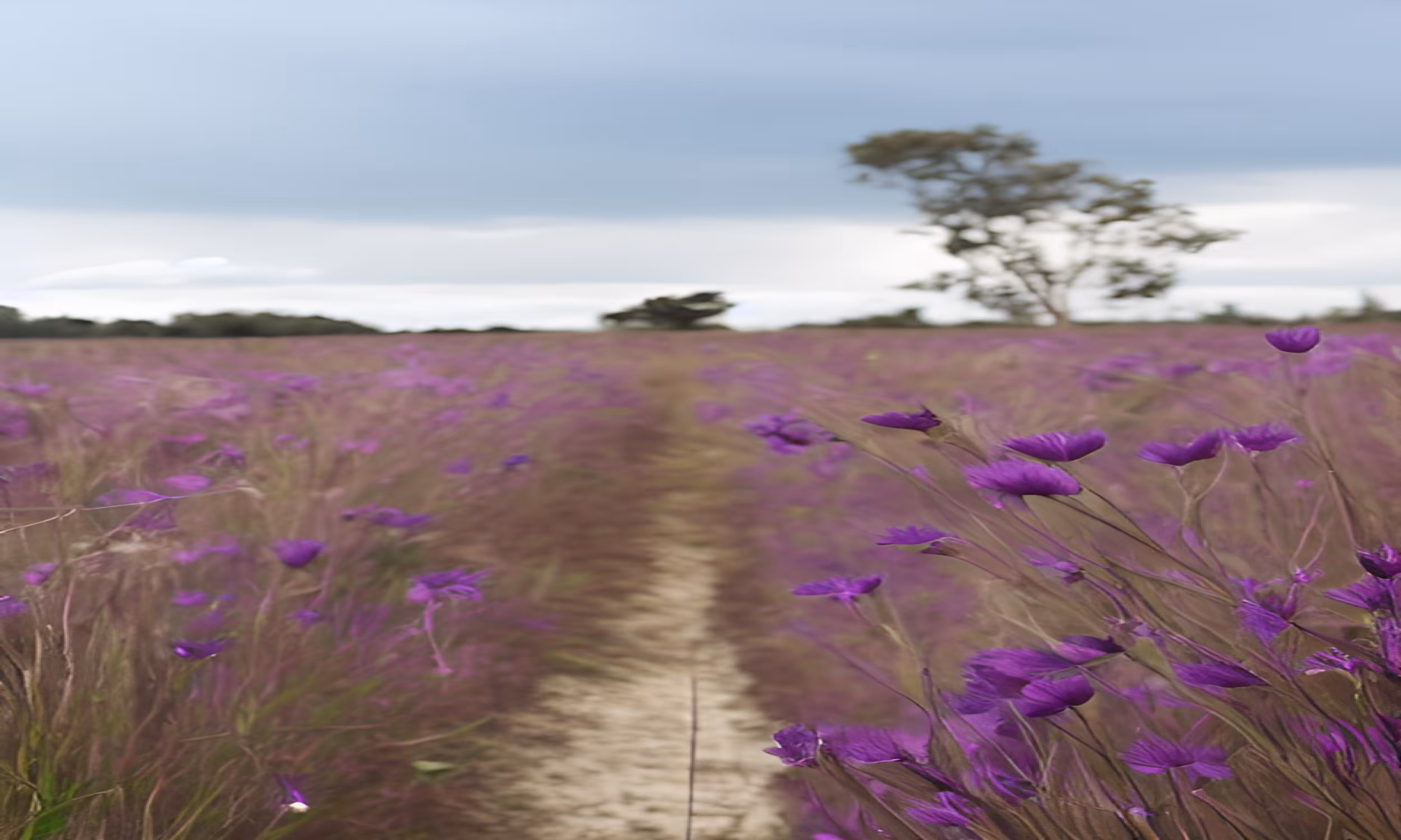 Purple field 6