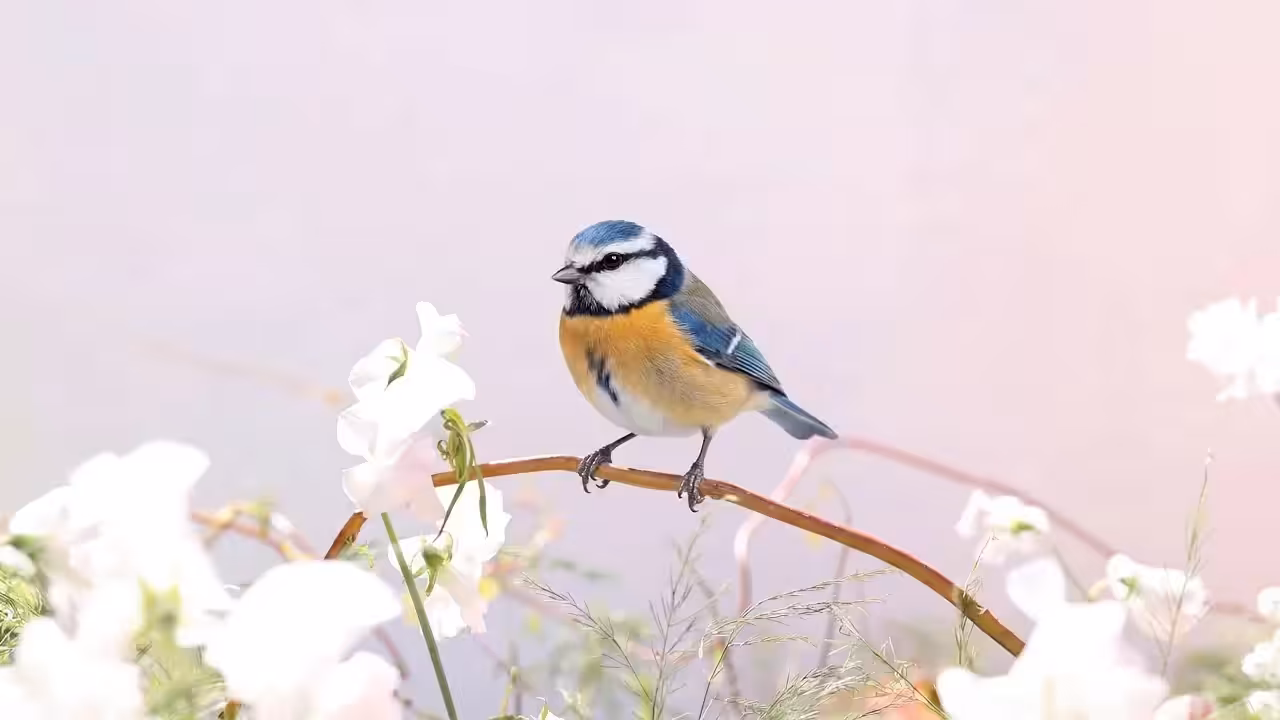 Birds Observations: Monsieur, A Place Between